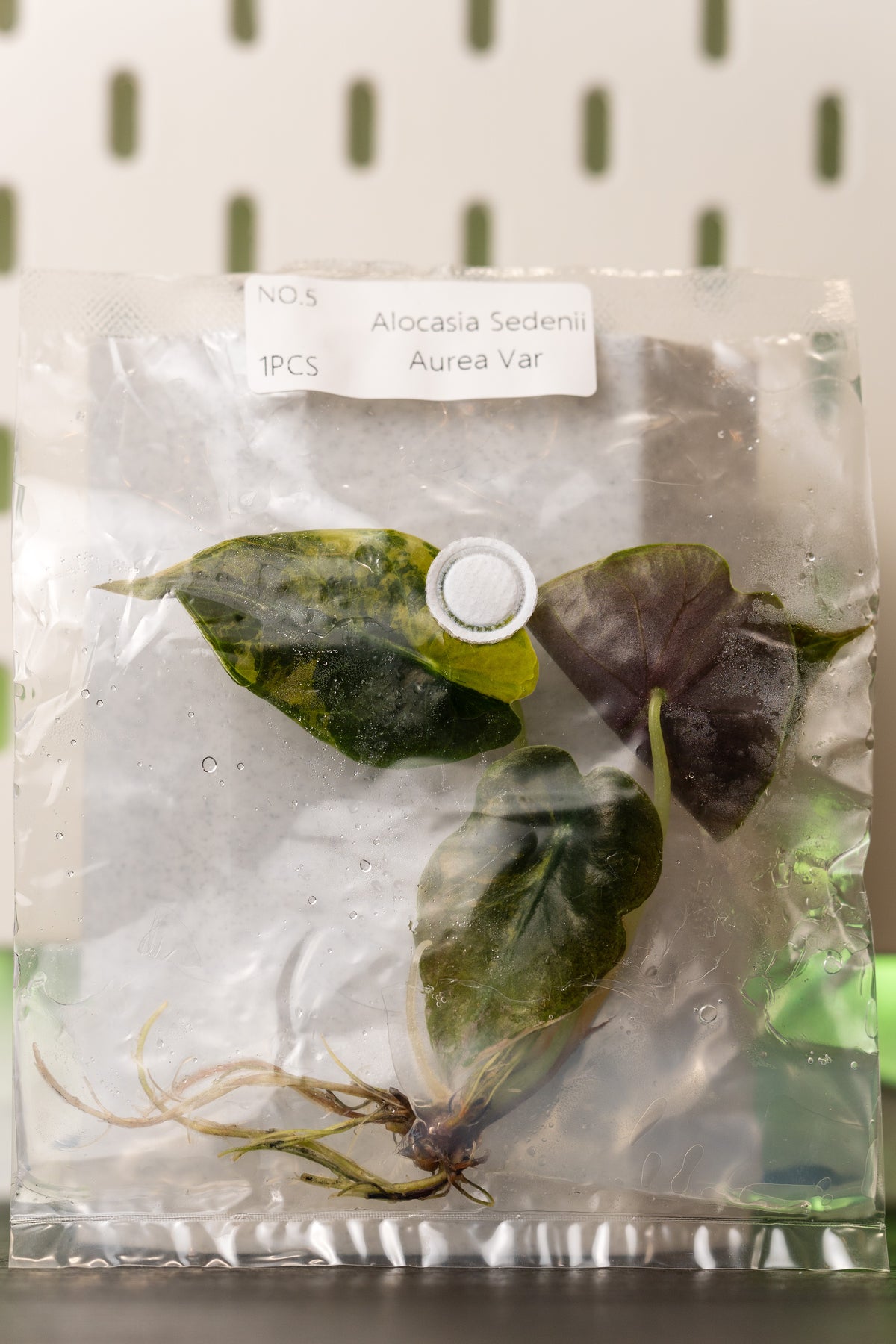 Alocasia Sedenii Aurea Variegata Tissue Culture
