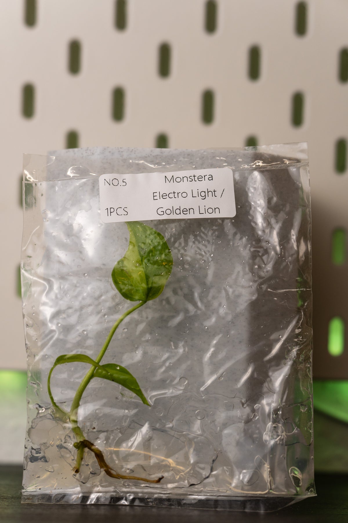 Monstera Electrolight / Golden Lion Variegata Tissue Culture