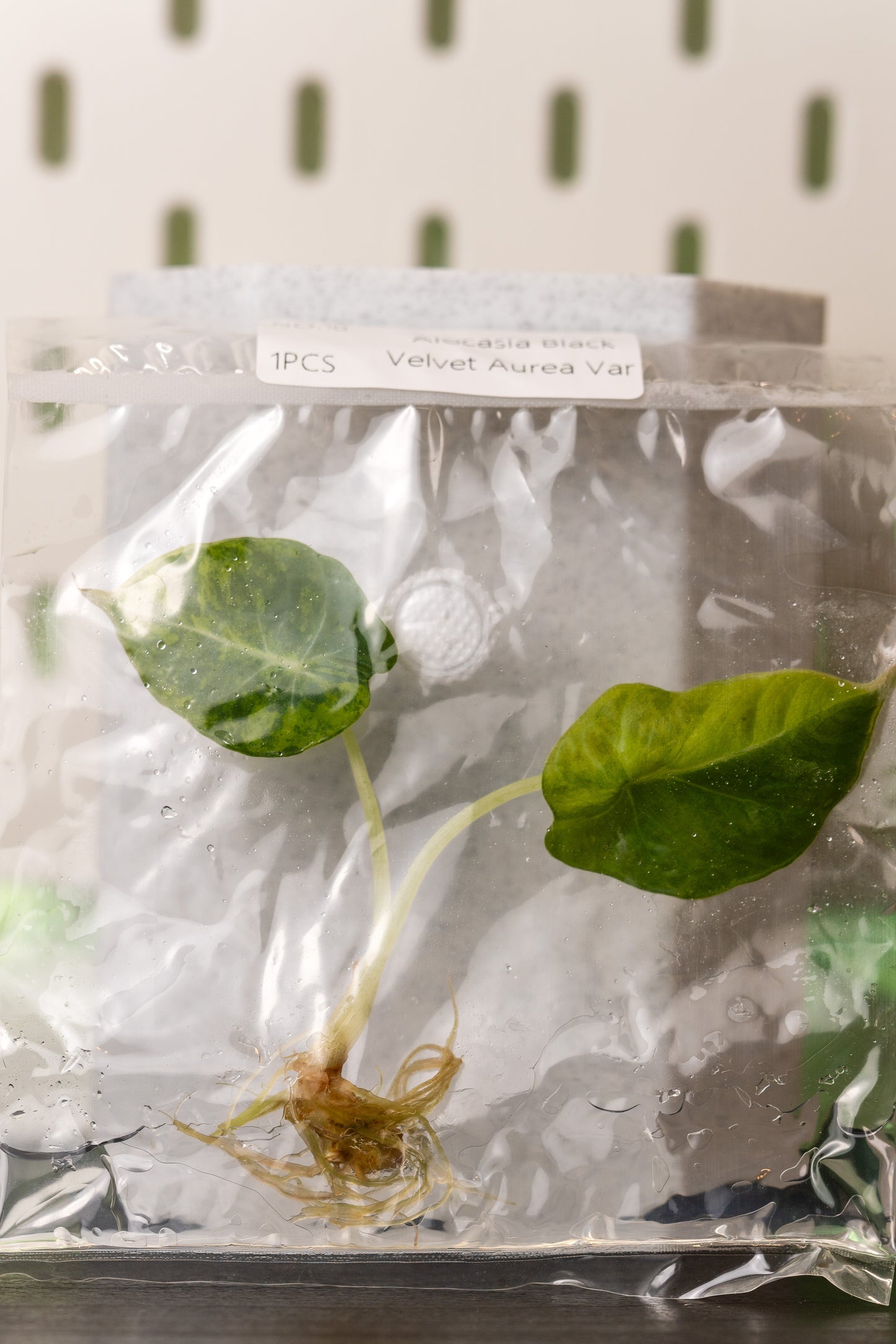 Alocasia Black Velvet Aurea Gold Variegata Tissue Culture