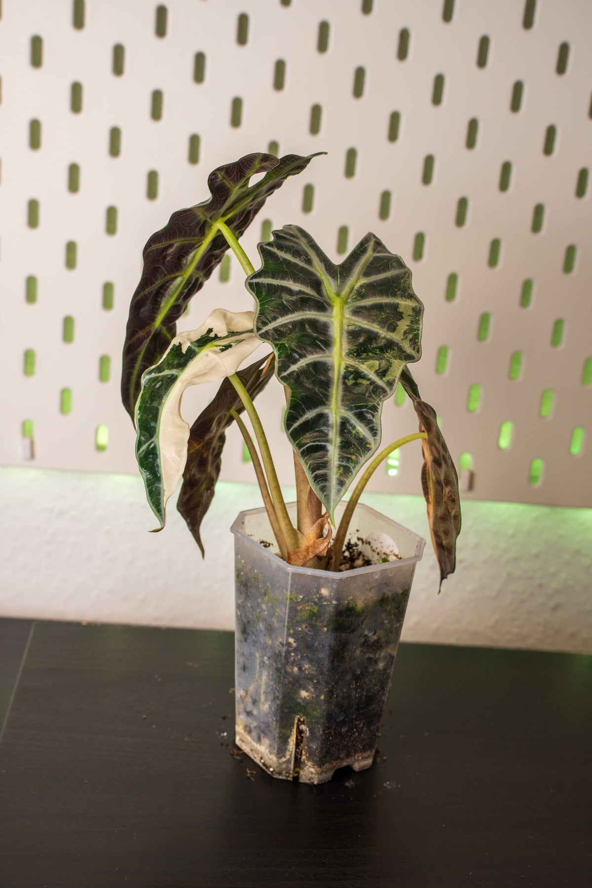 Alocasia Polly Snowflake Pink Variegata