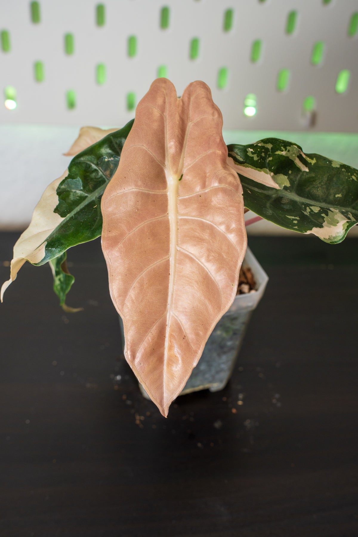 Alocasia Chantrieri Pink Variegata #1