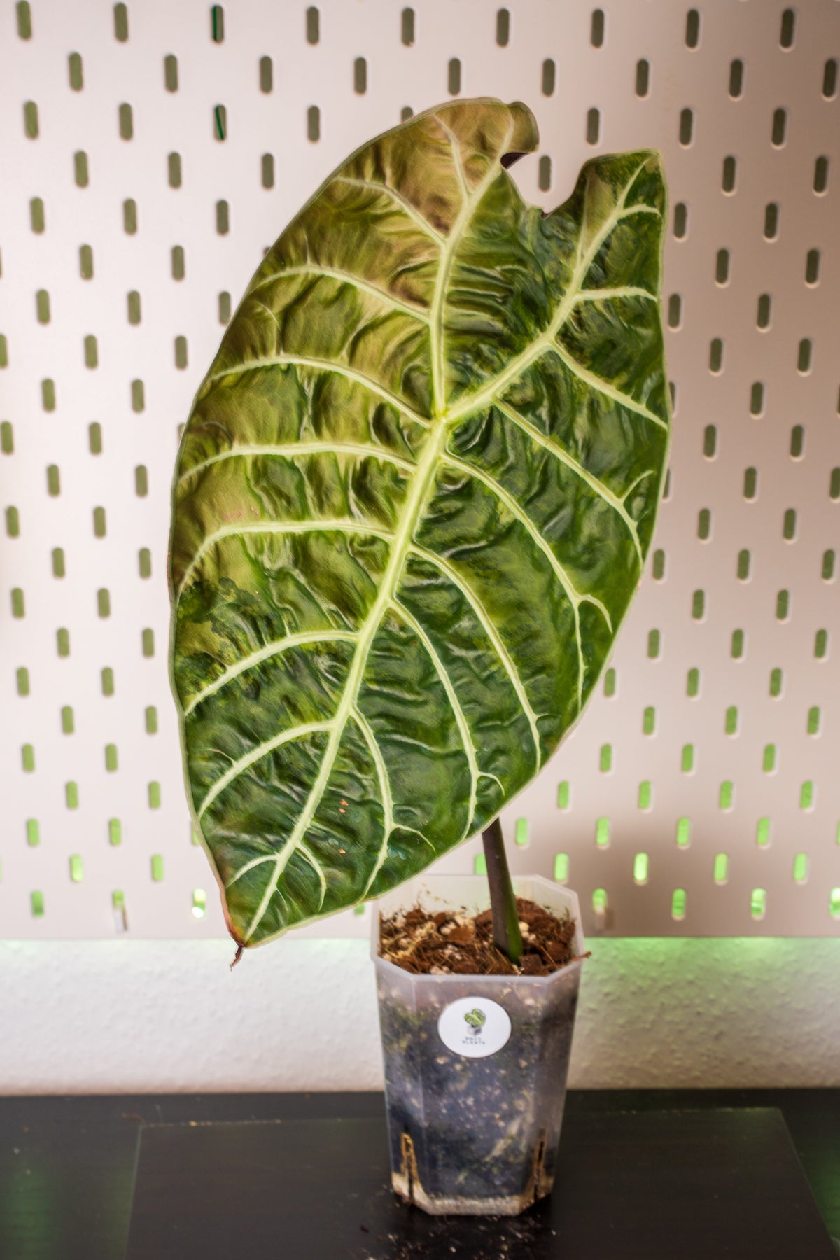 Alocasia Watsoniana Doff Aurea
