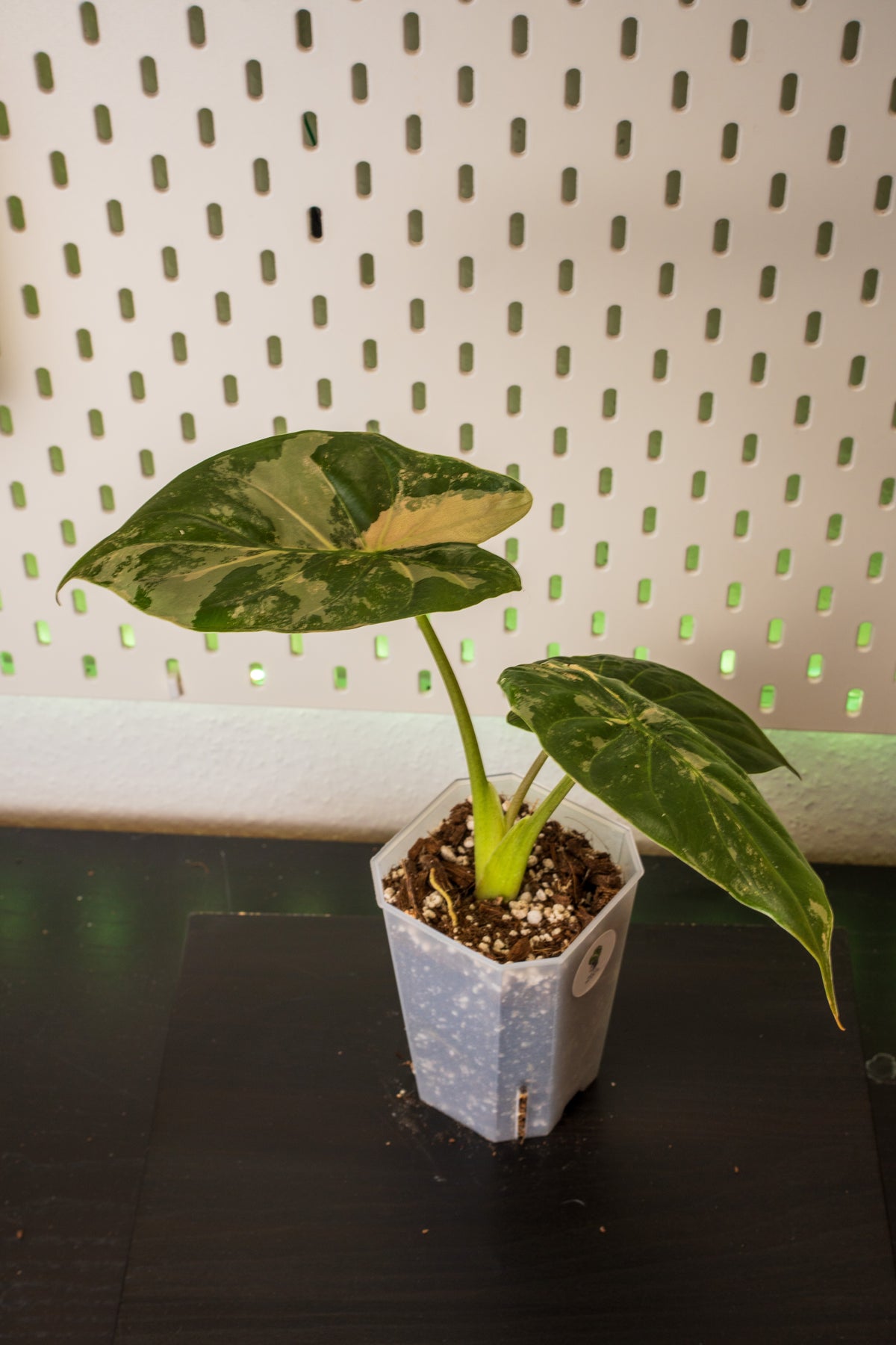 Alocasia Wentii Pink Variegata