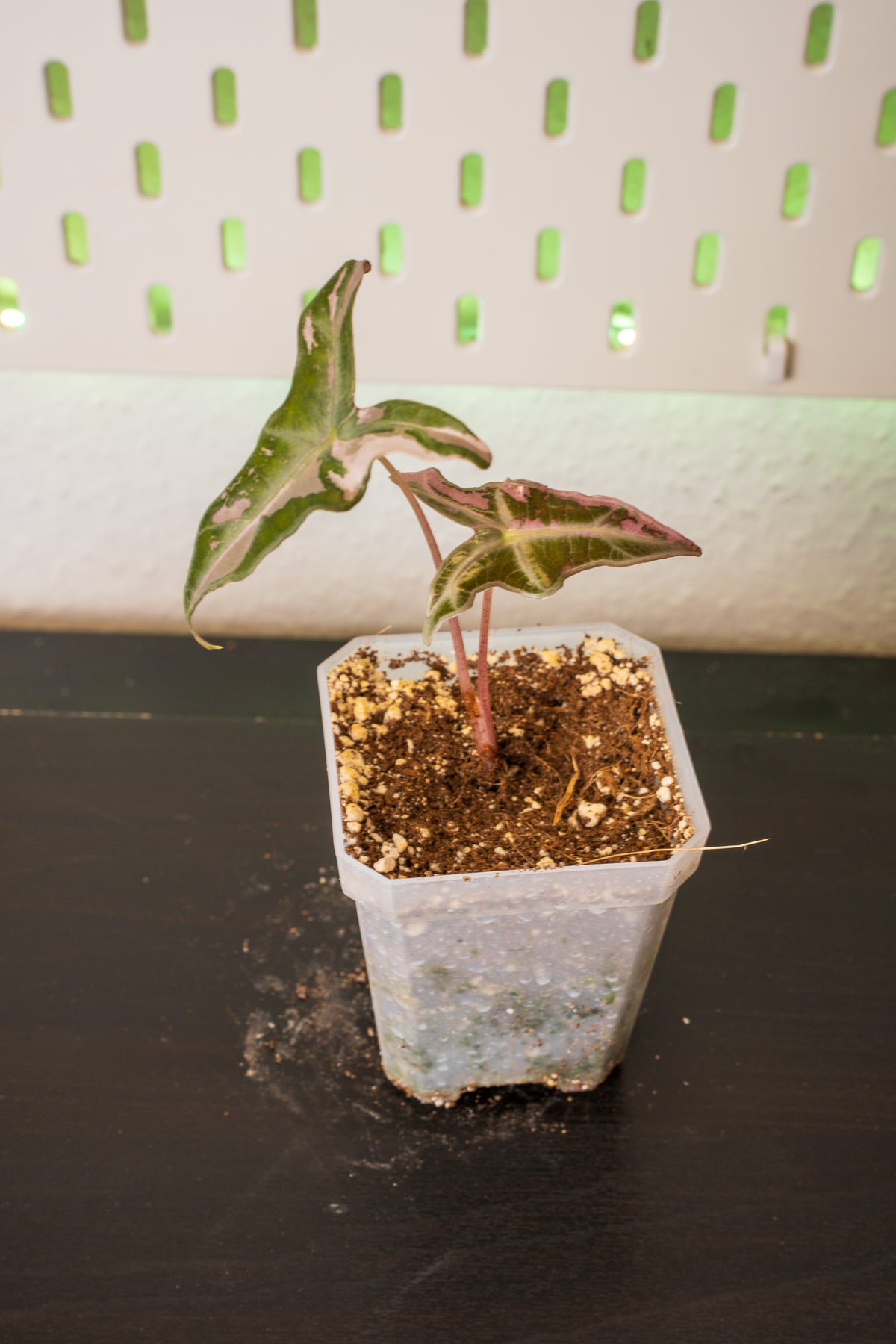 Alocasia Nobilis Pink Variegata