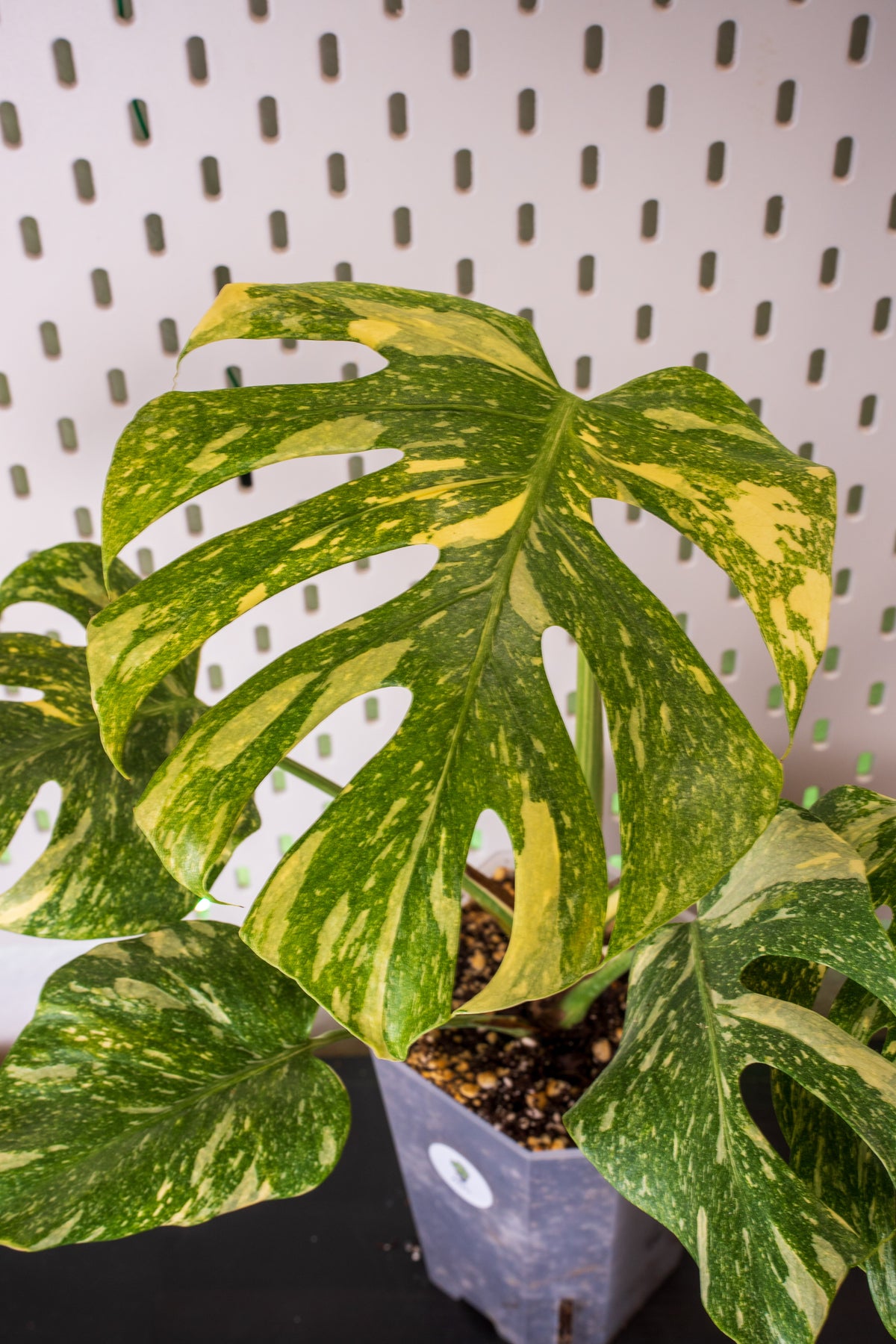 Monstera Legacy Variegata