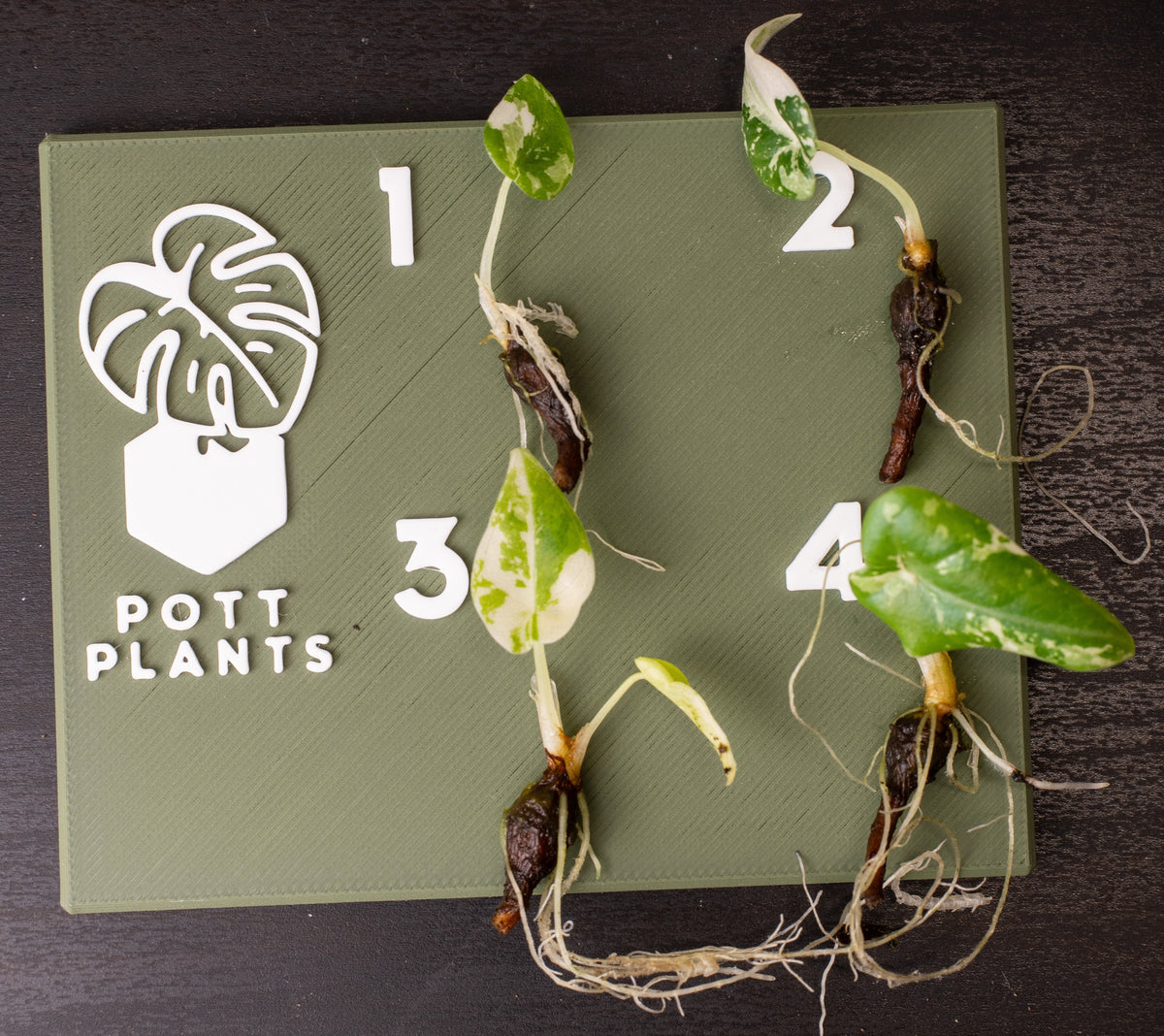 Alocasia Maharani Albo Rhizome