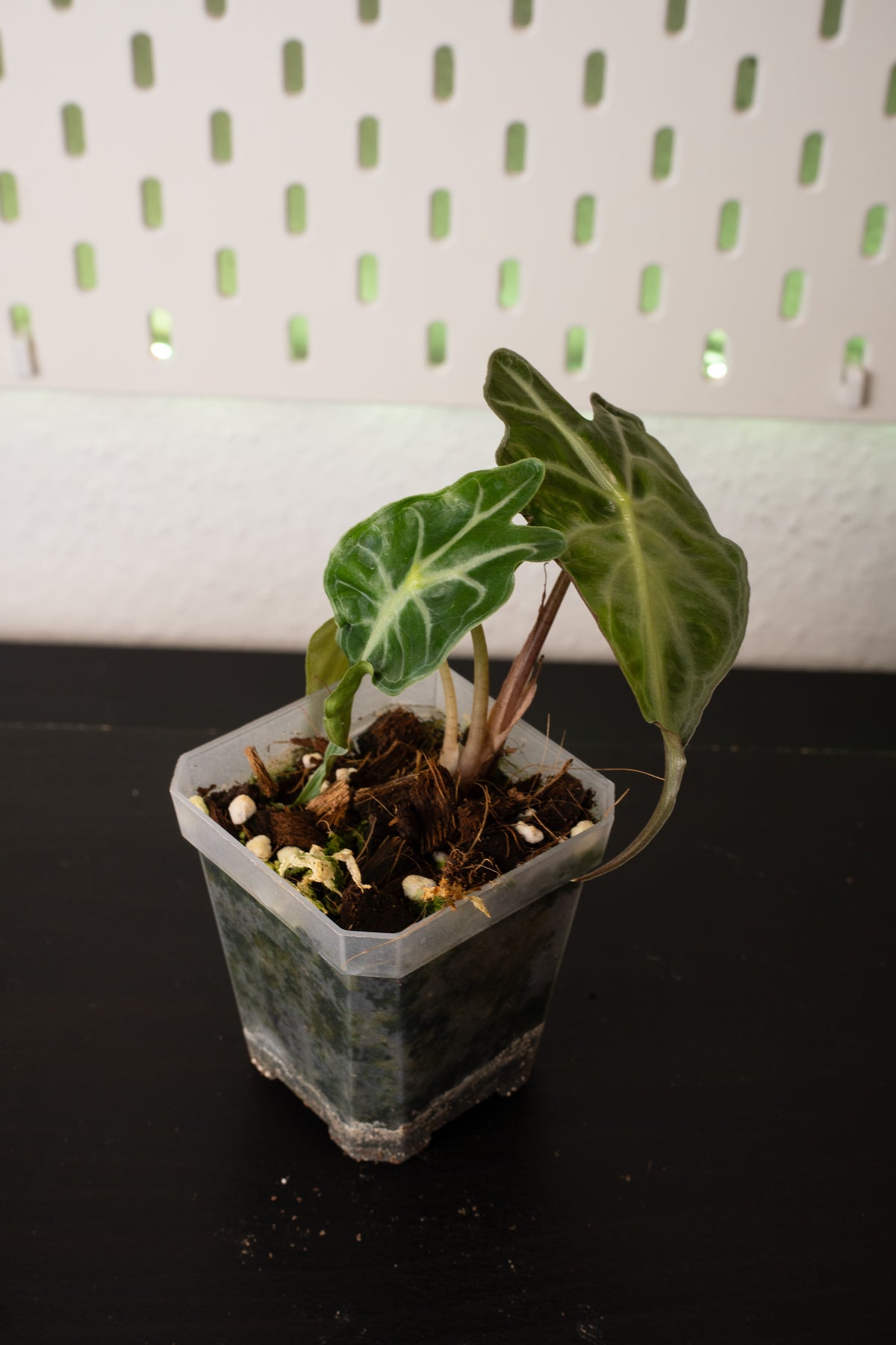 Alocasia Venom Babypflanze