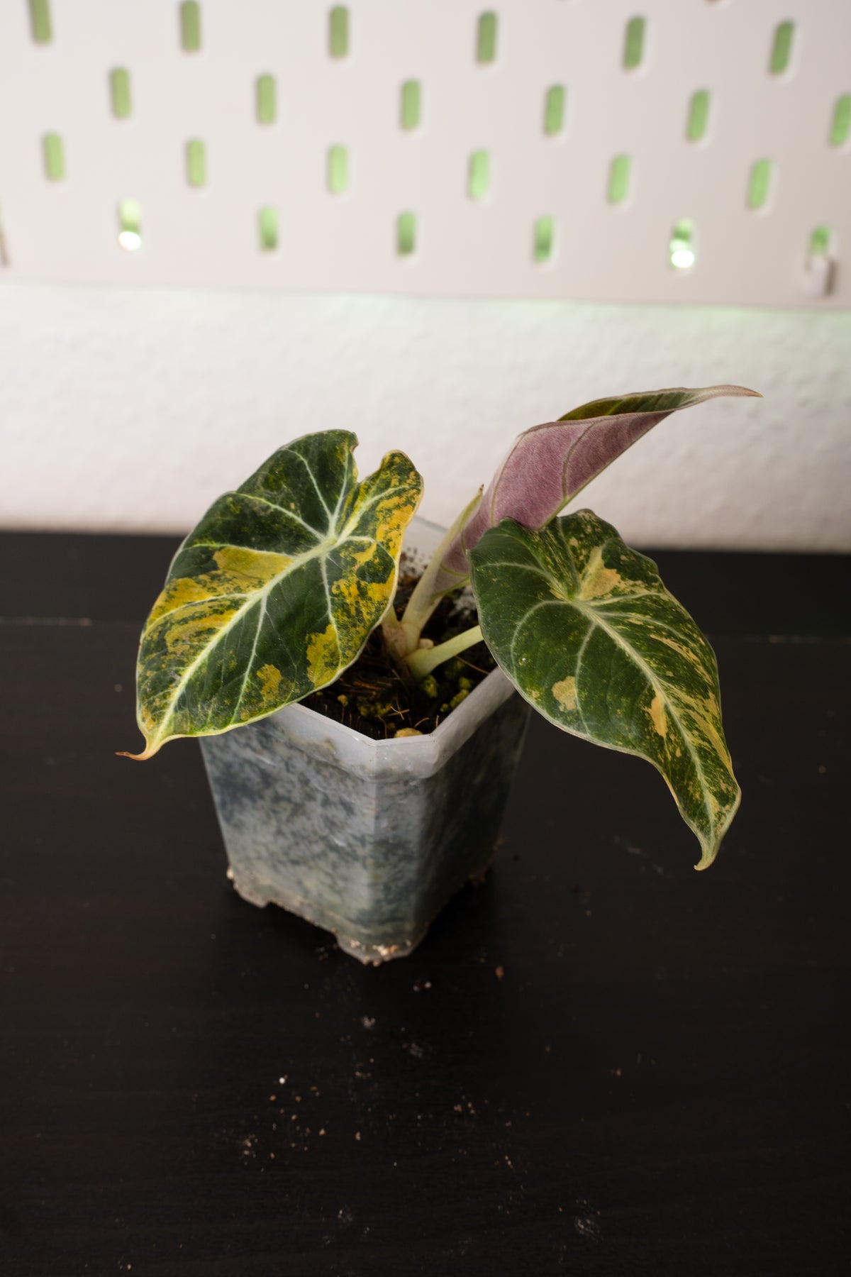 Alocasia Black Velvet Aurea Gold Variegata