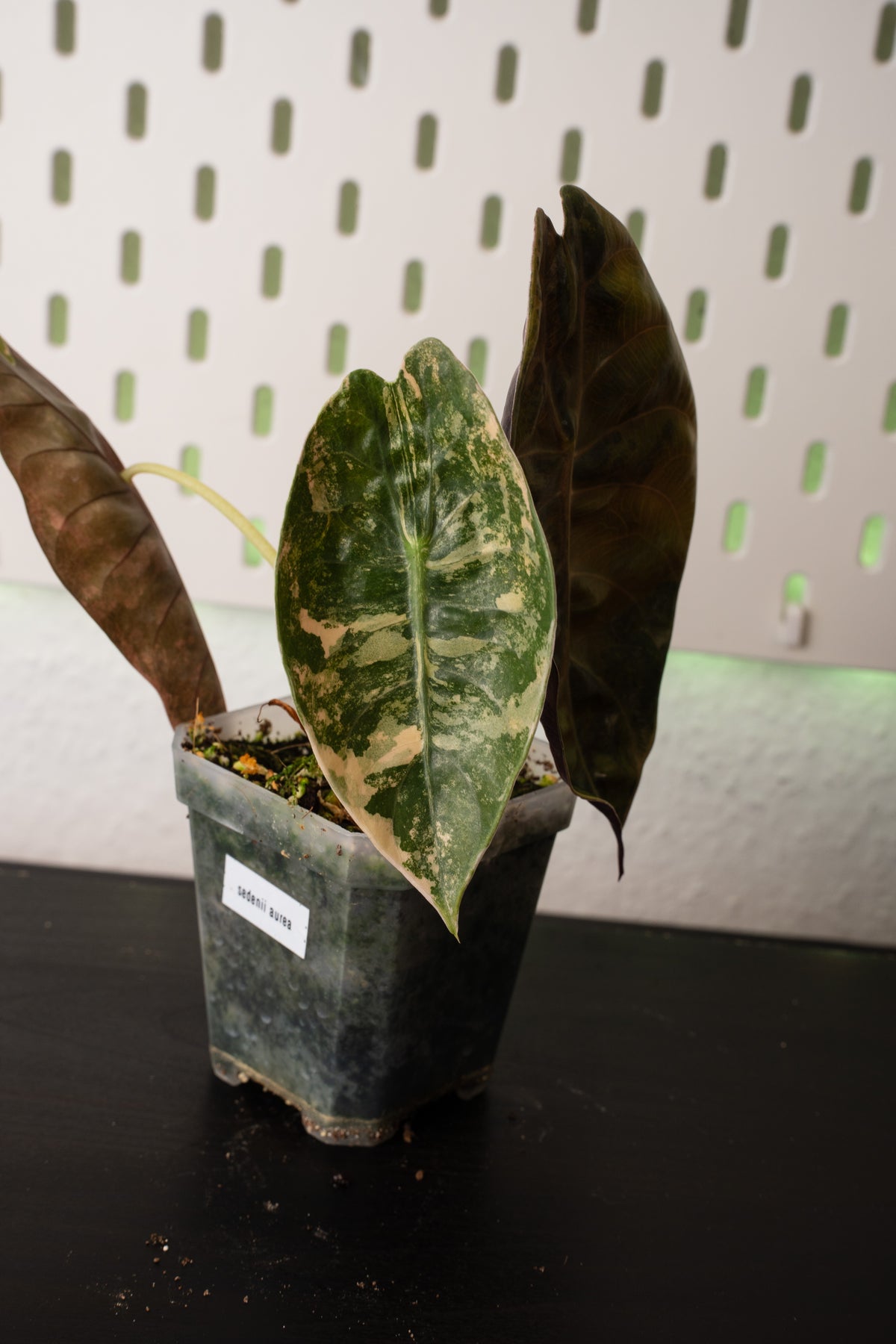 Alocasia Sedenii Aurea Variegata