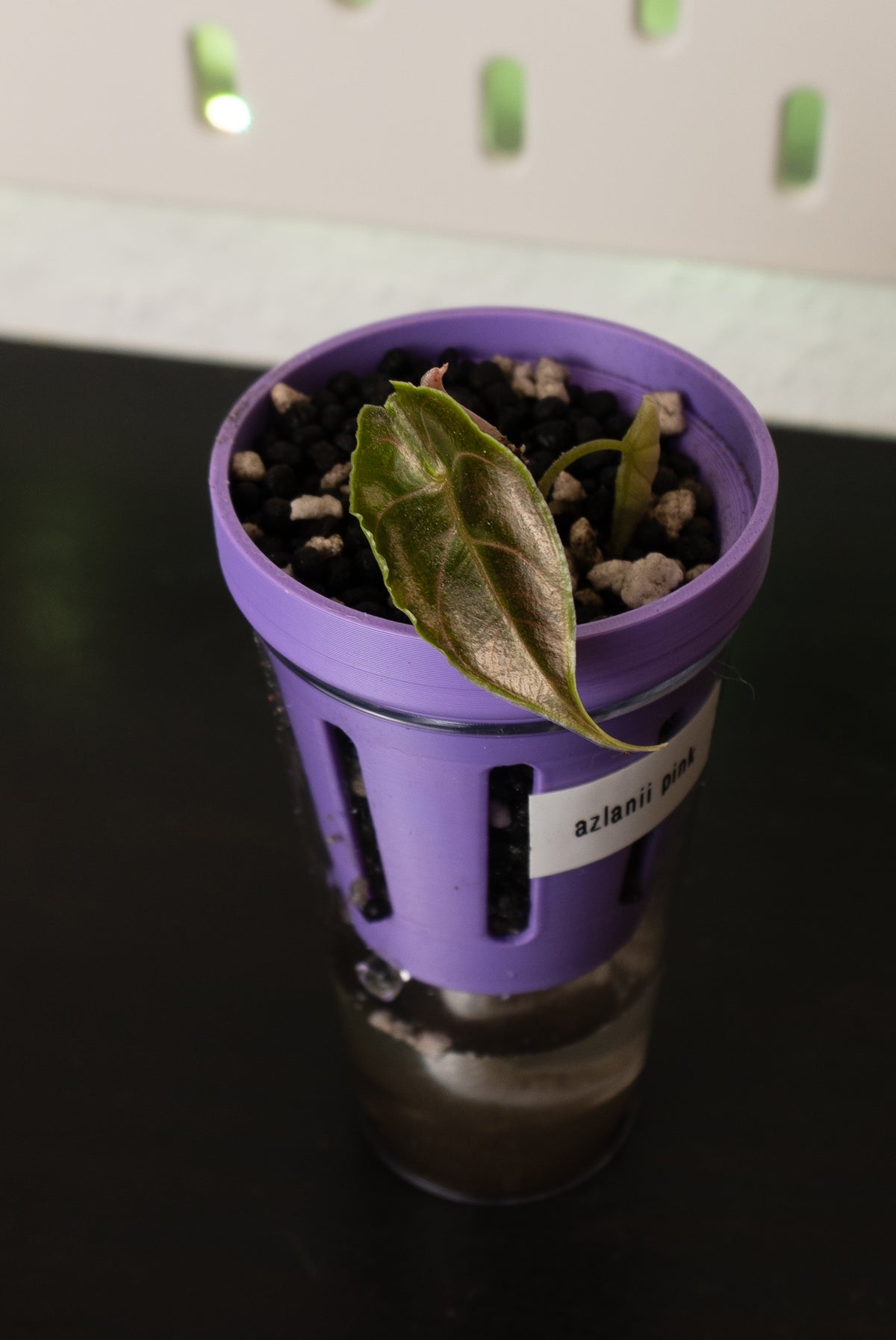 Alocasia Azlanii Pink aus Rhizom