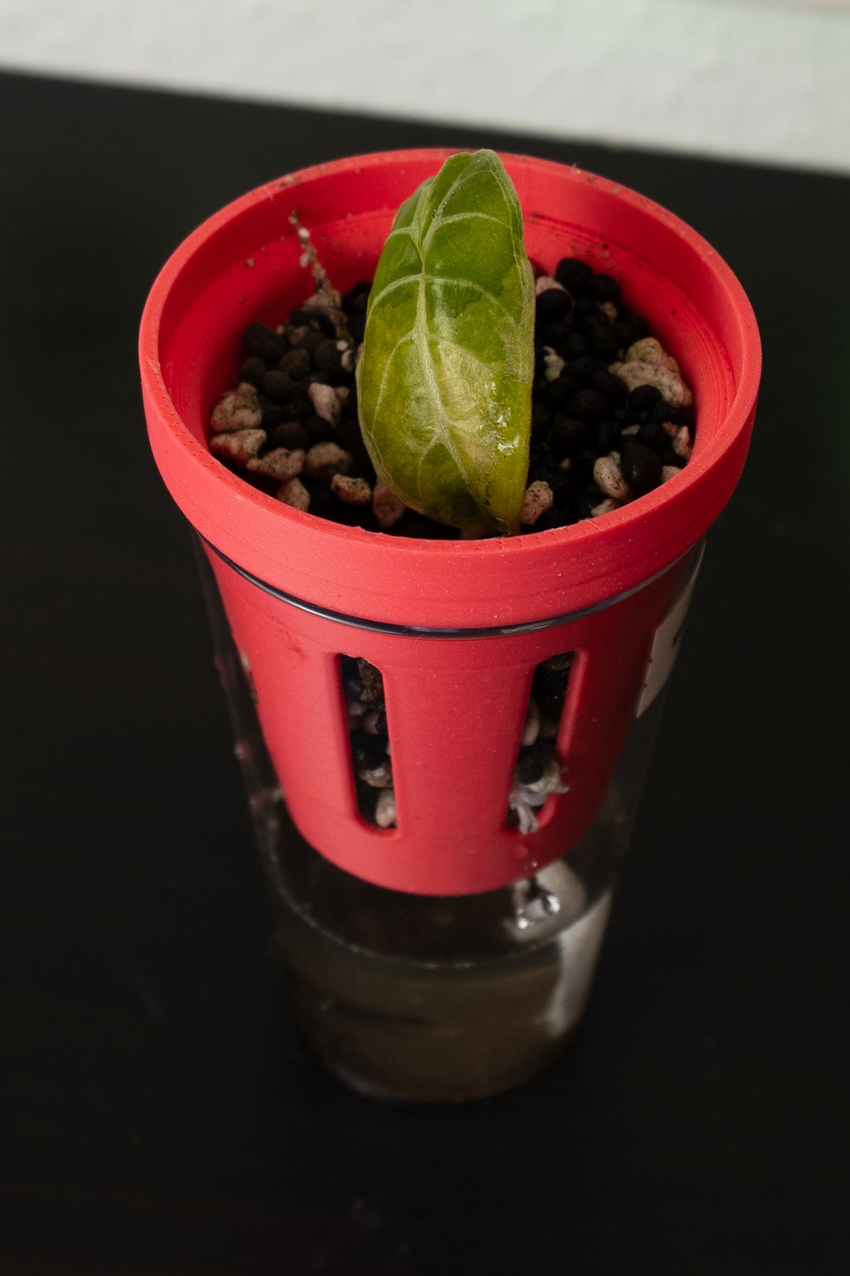 Alocasia Watsoniana Doff Pink aus Rhizom / Stemcut