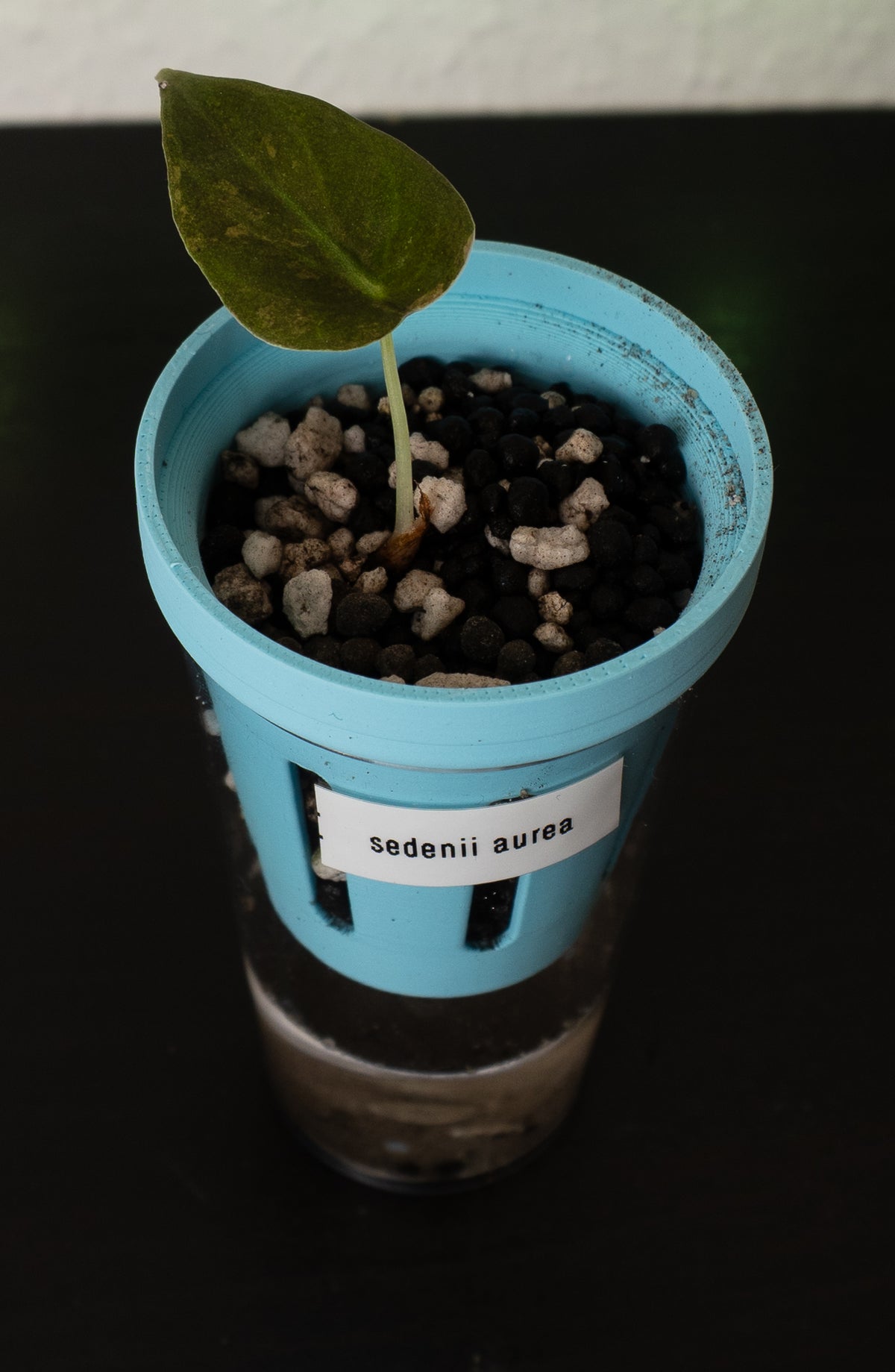 Alocasia Sedenii Aurea Babypflanze aus Rhizom