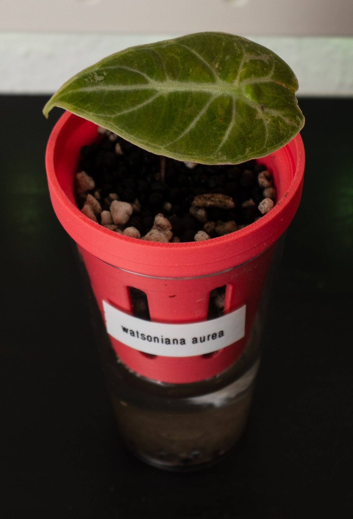 Alocasia Watsoniana Aurea Babypflanze aus Rhizom