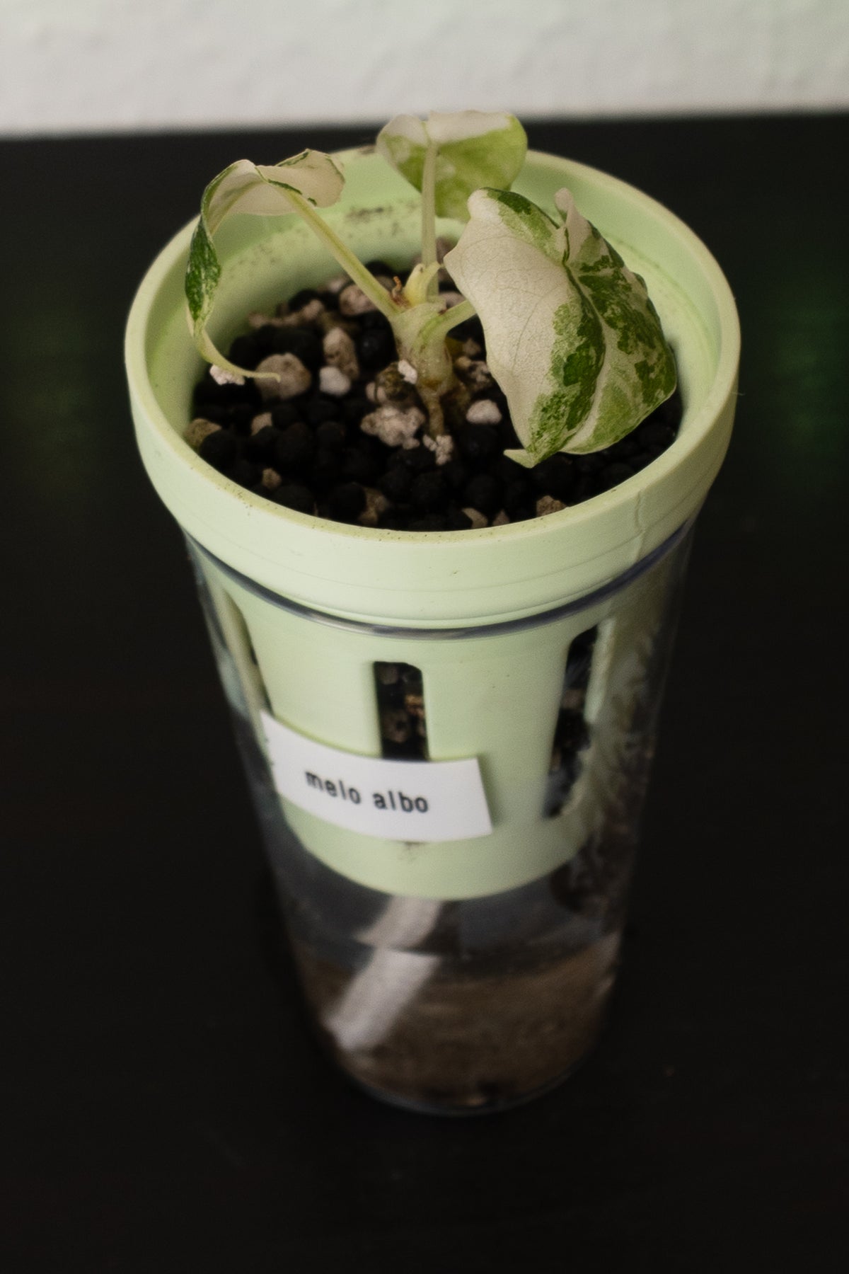 Alocasia Melo Albo Babypflanze aus Rhizom