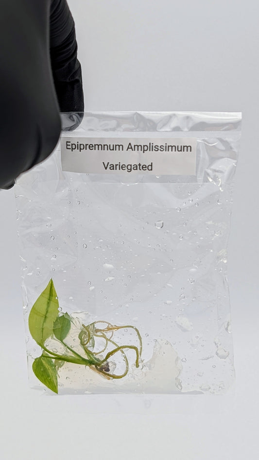 Epipremnum Amplissimum Variegata in TC Beutel