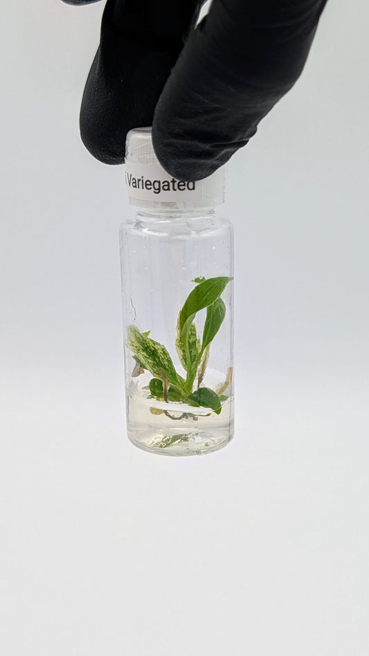 Philodendron Joepii Variegata in TC Flasche