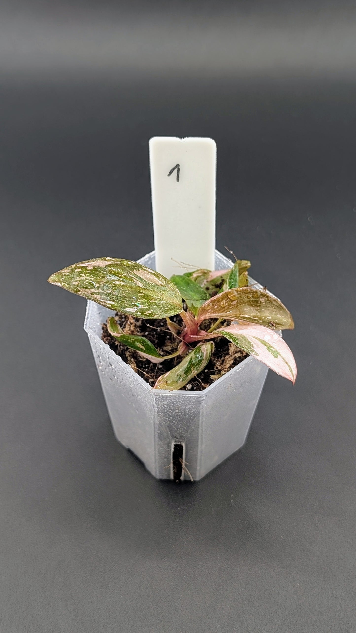 Philodendron Pink Princess Marble Babypflanze
