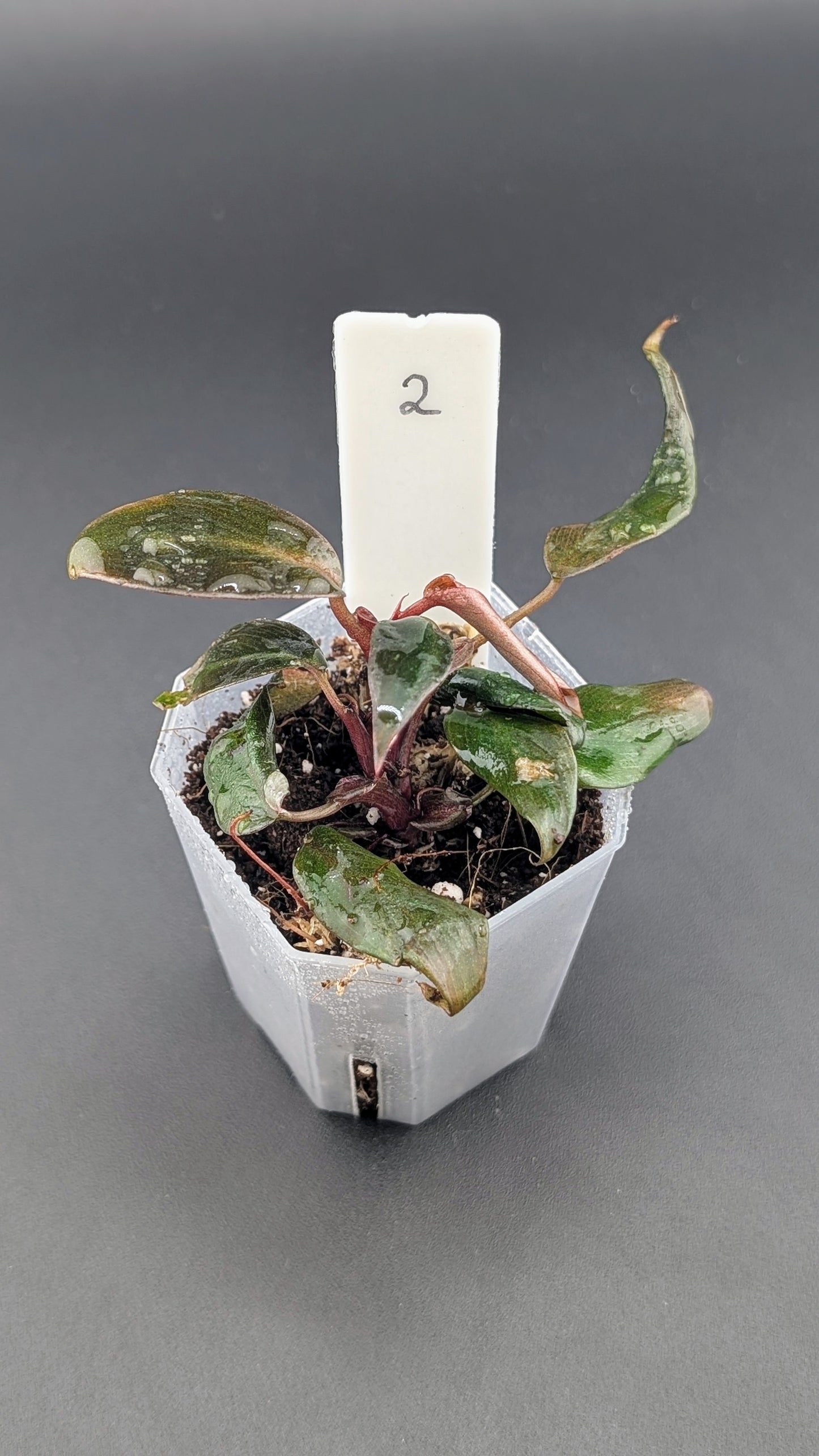 Philodendron Pink Princess Marble Babypflanze