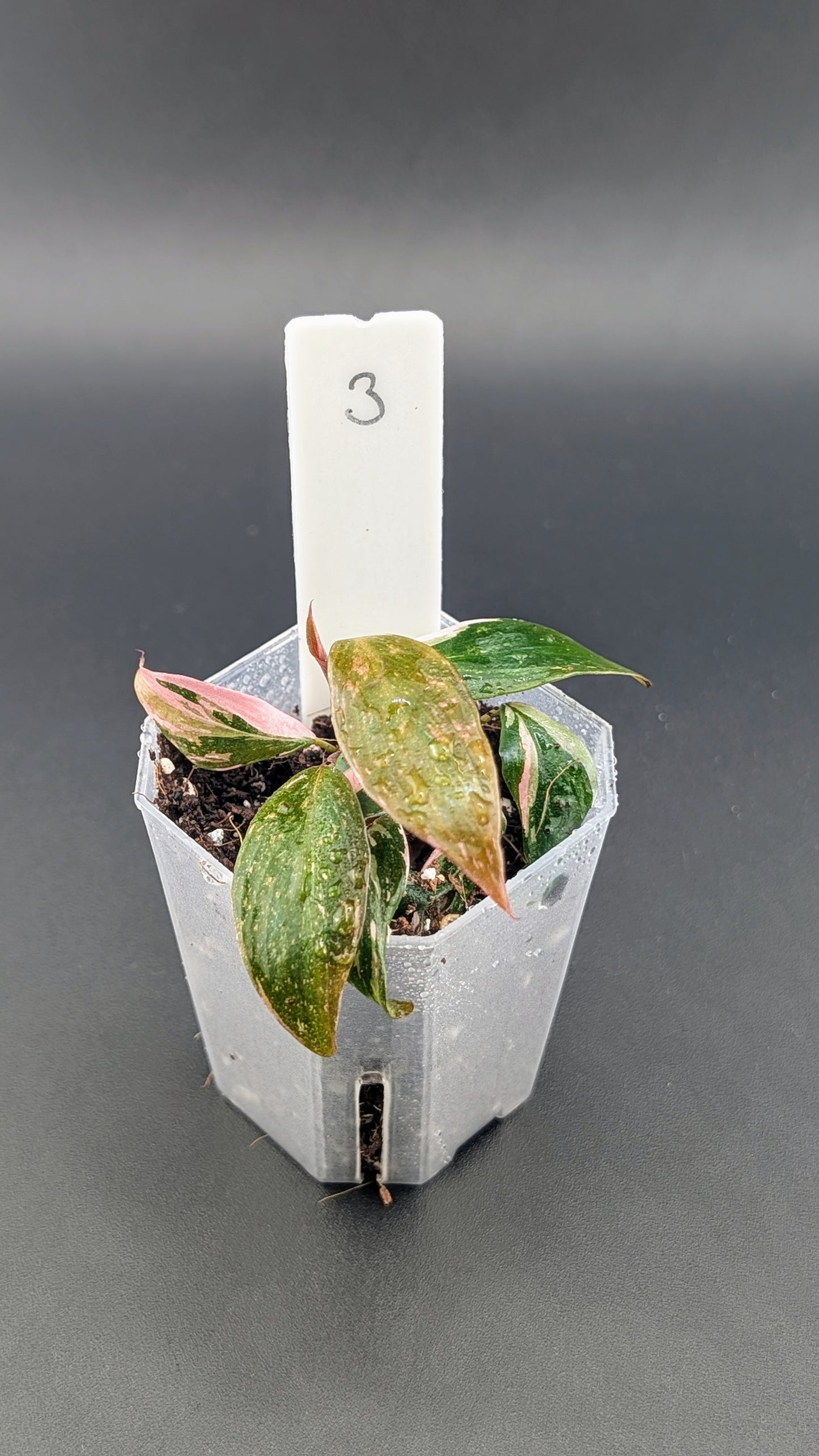 Philodendron Pink Princess Marble Babypflanze