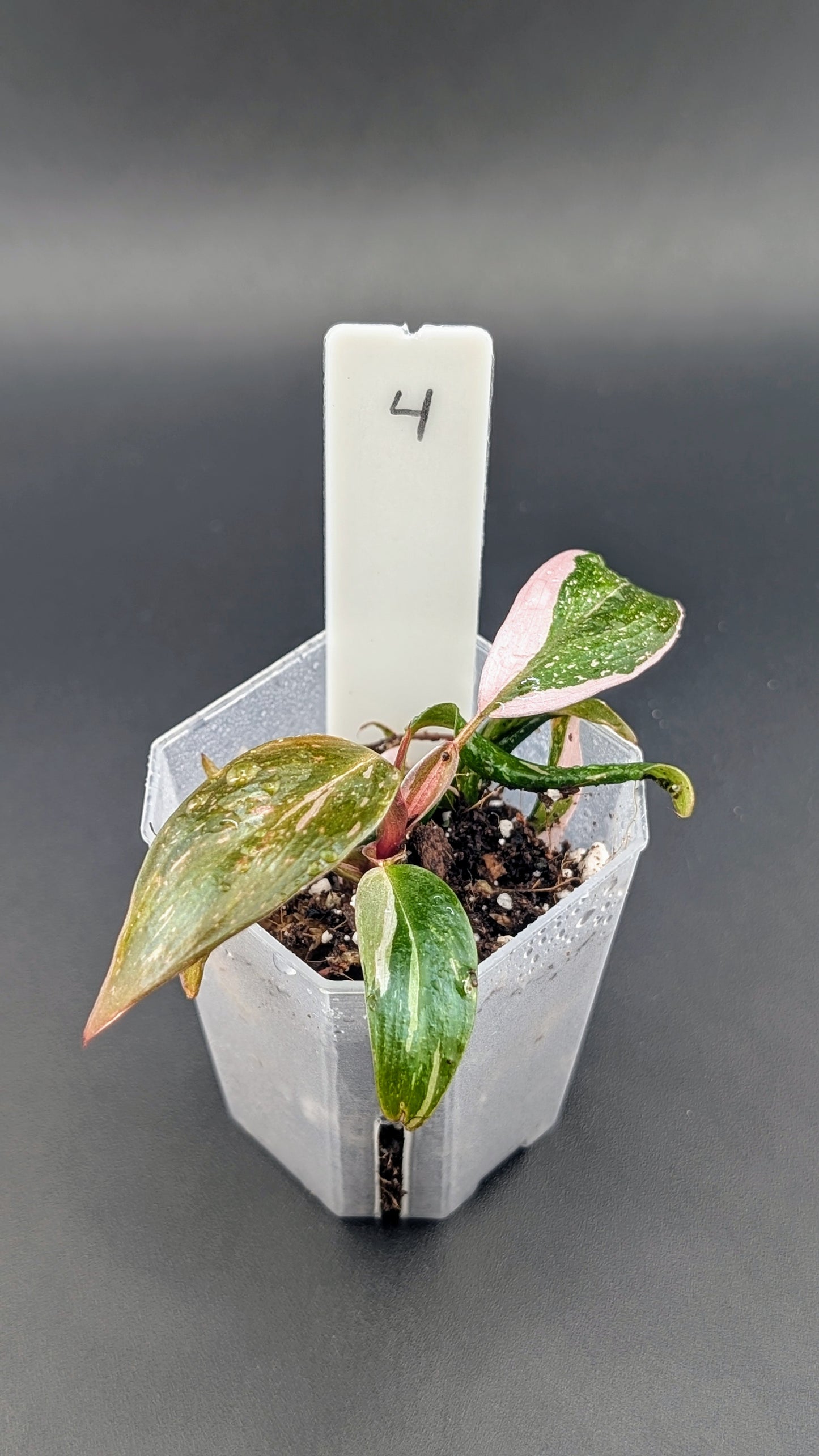 Philodendron Pink Princess Marble Babypflanze