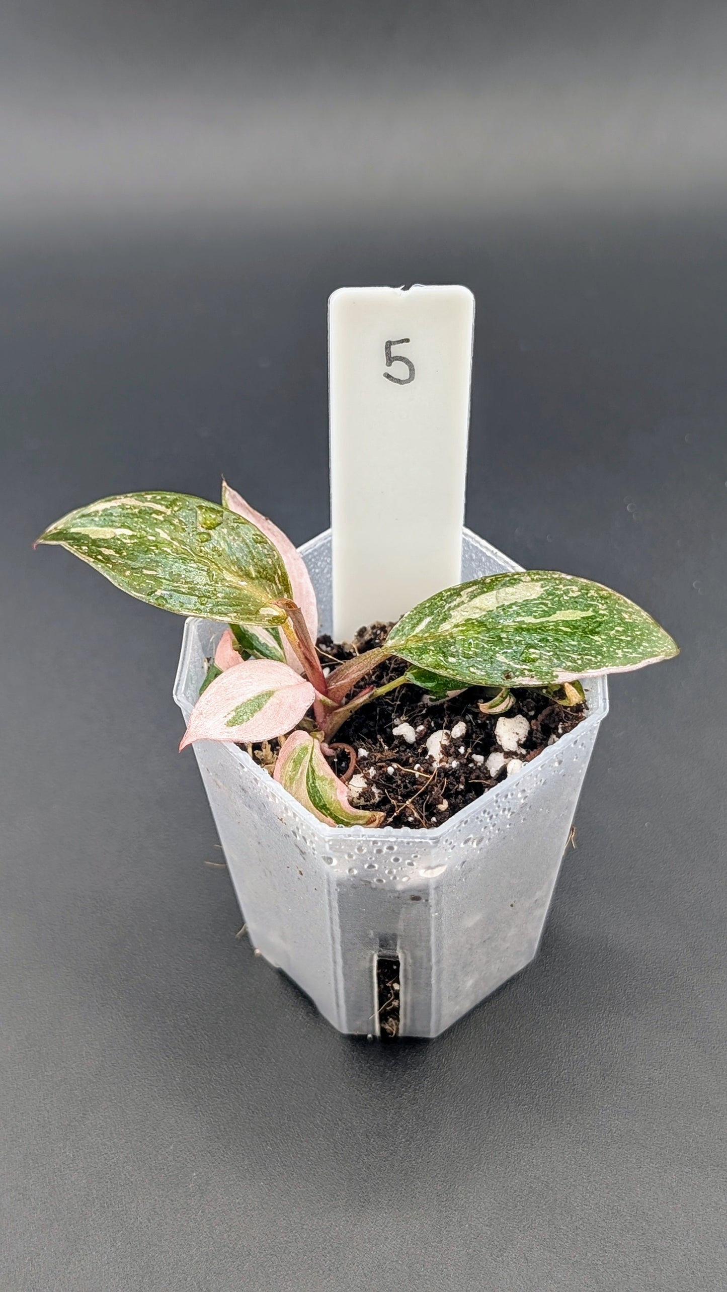 Philodendron Pink Princess Marble Babypflanze
