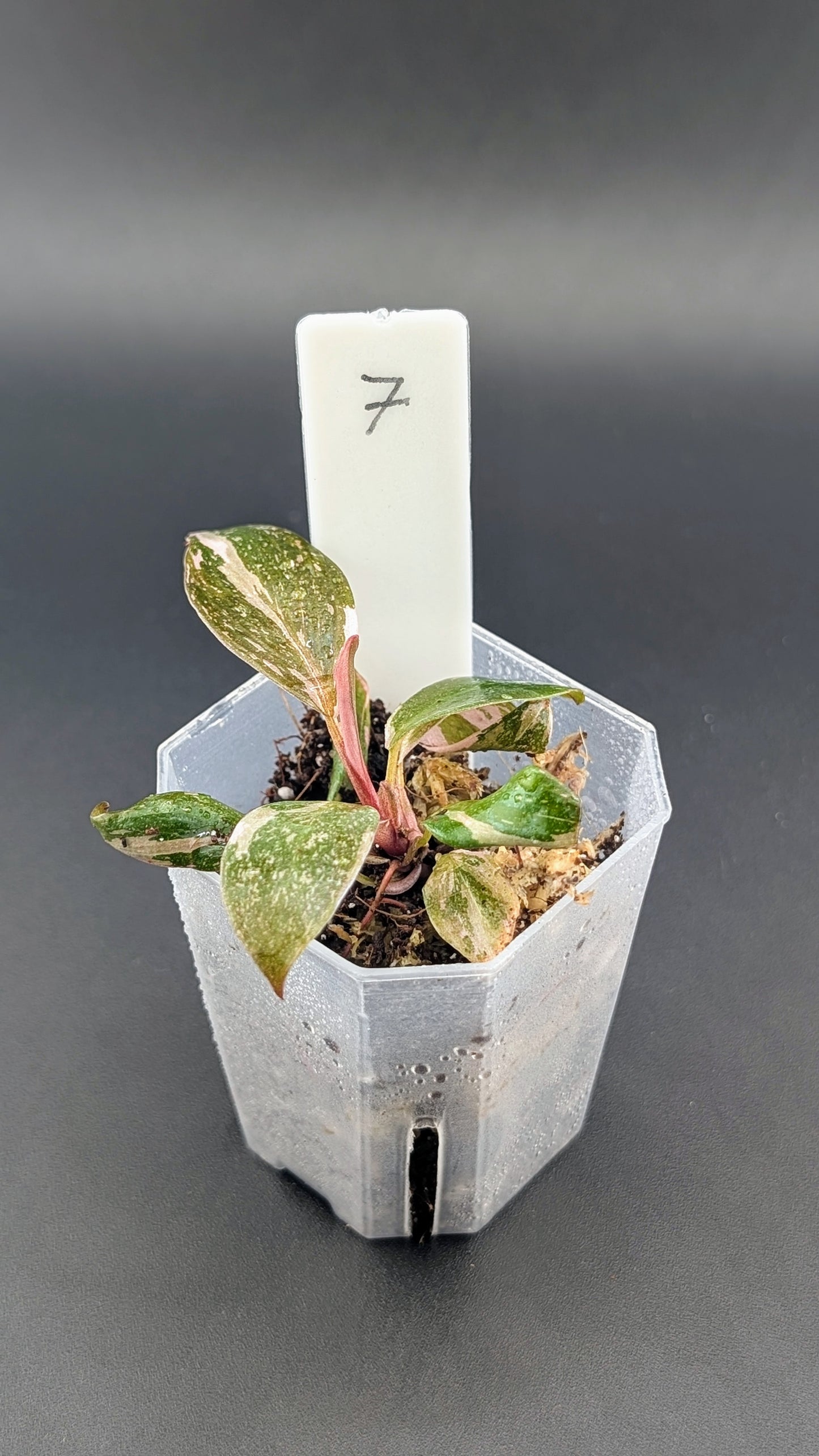 Philodendron Pink Princess Marble Babypflanze