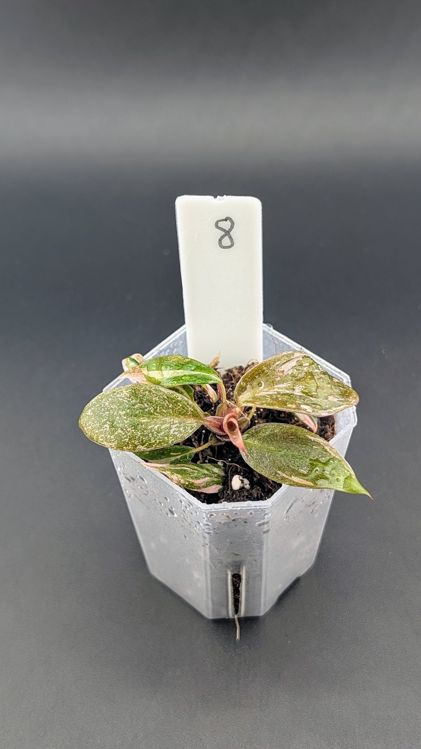 Philodendron Pink Princess Marble Babypflanze