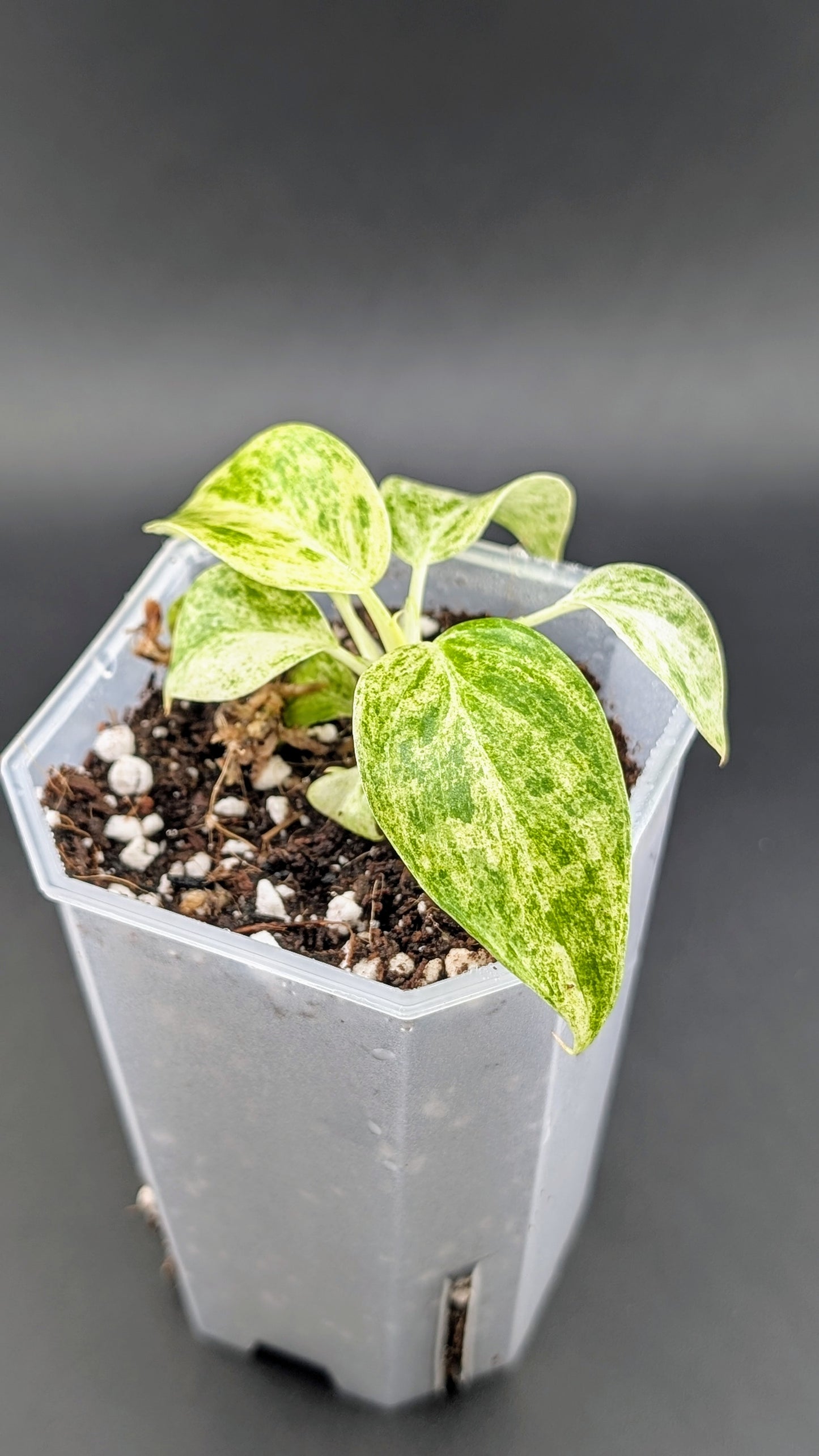 Philodendron Giganteum Variegata – Babypflanze