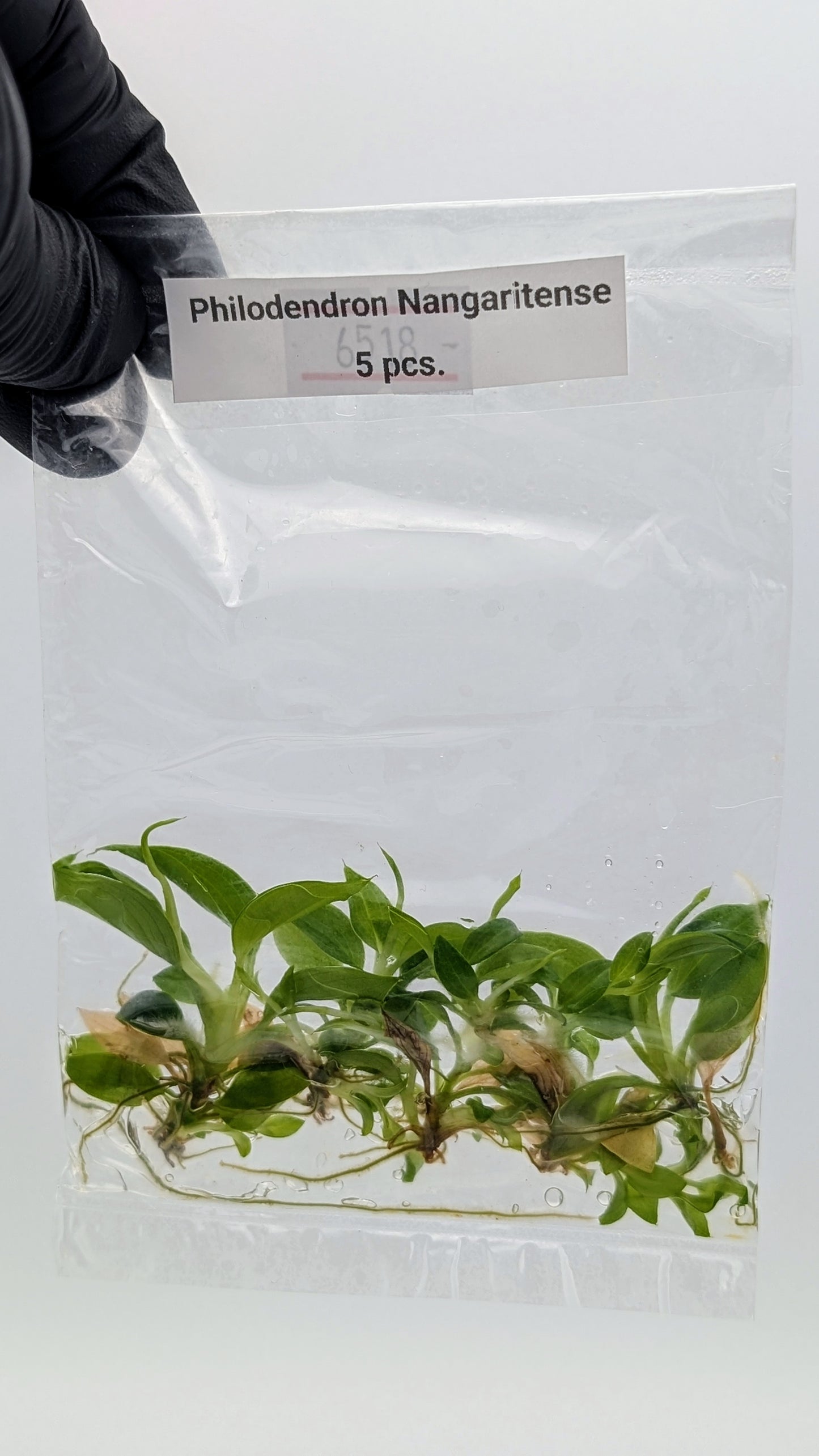 Philodendron Nangaritense 5er Pack im TC Beutel