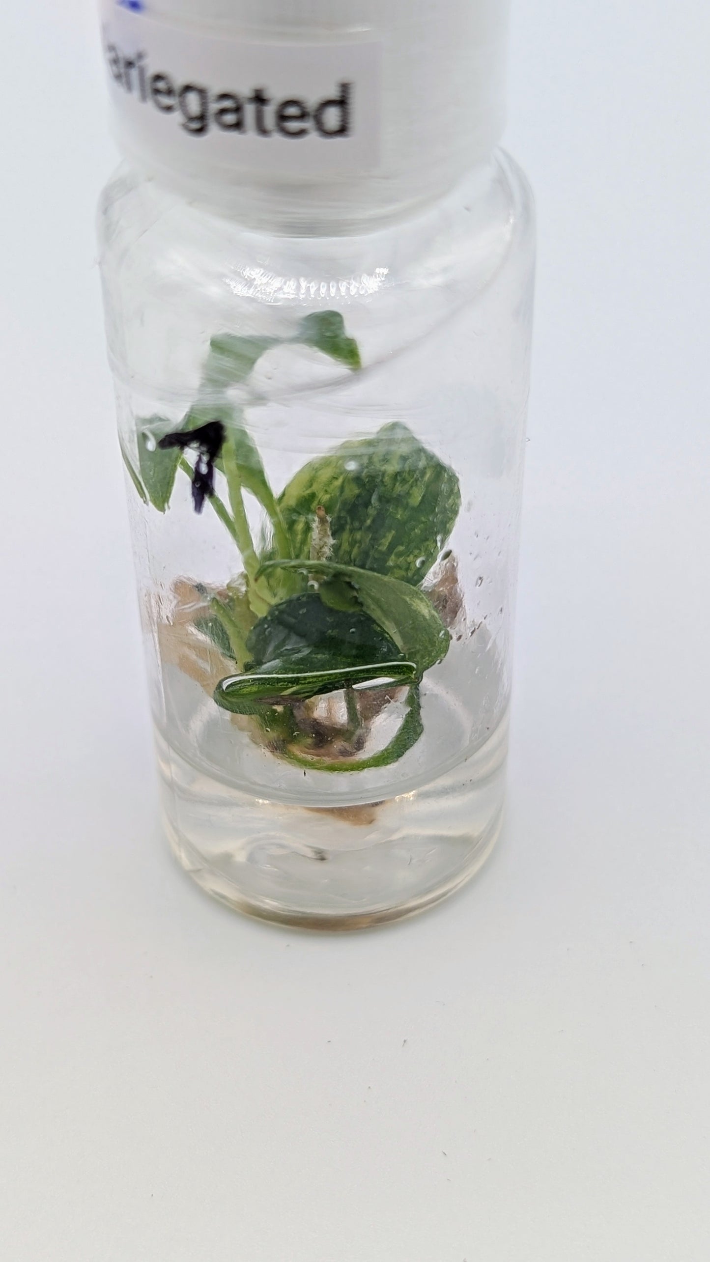 Philodendron Joepii Variegata in TC Flasche