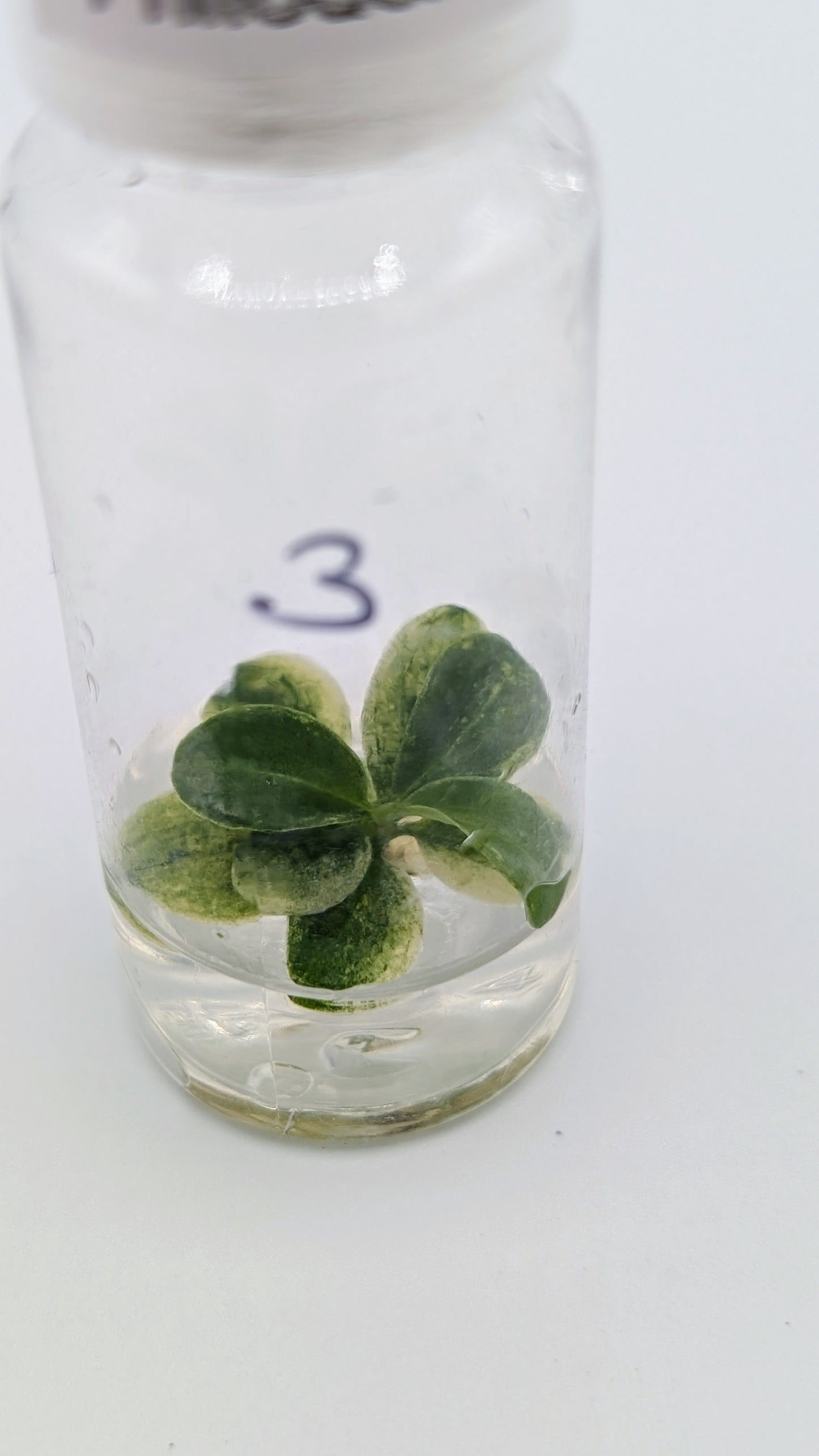 Philodendron Joepii Variegata in TC Flasche