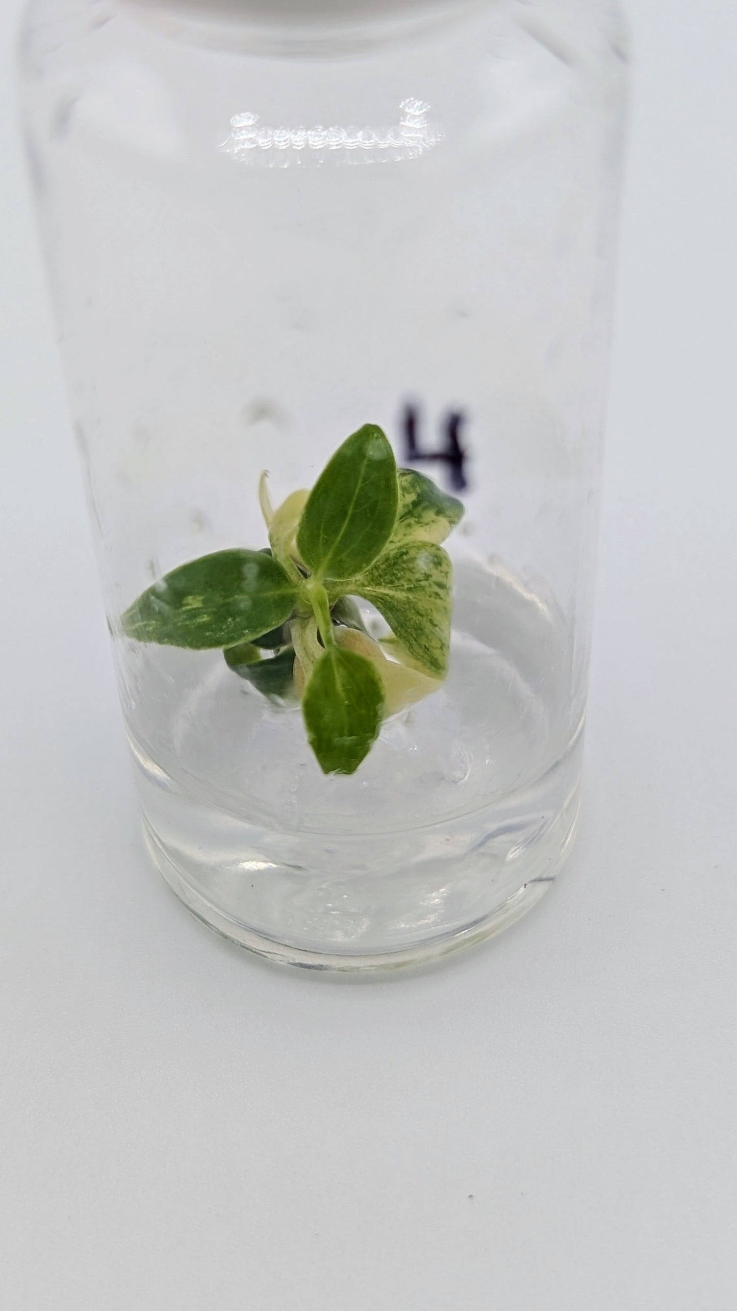 Philodendron Joepii Variegata in TC Flasche