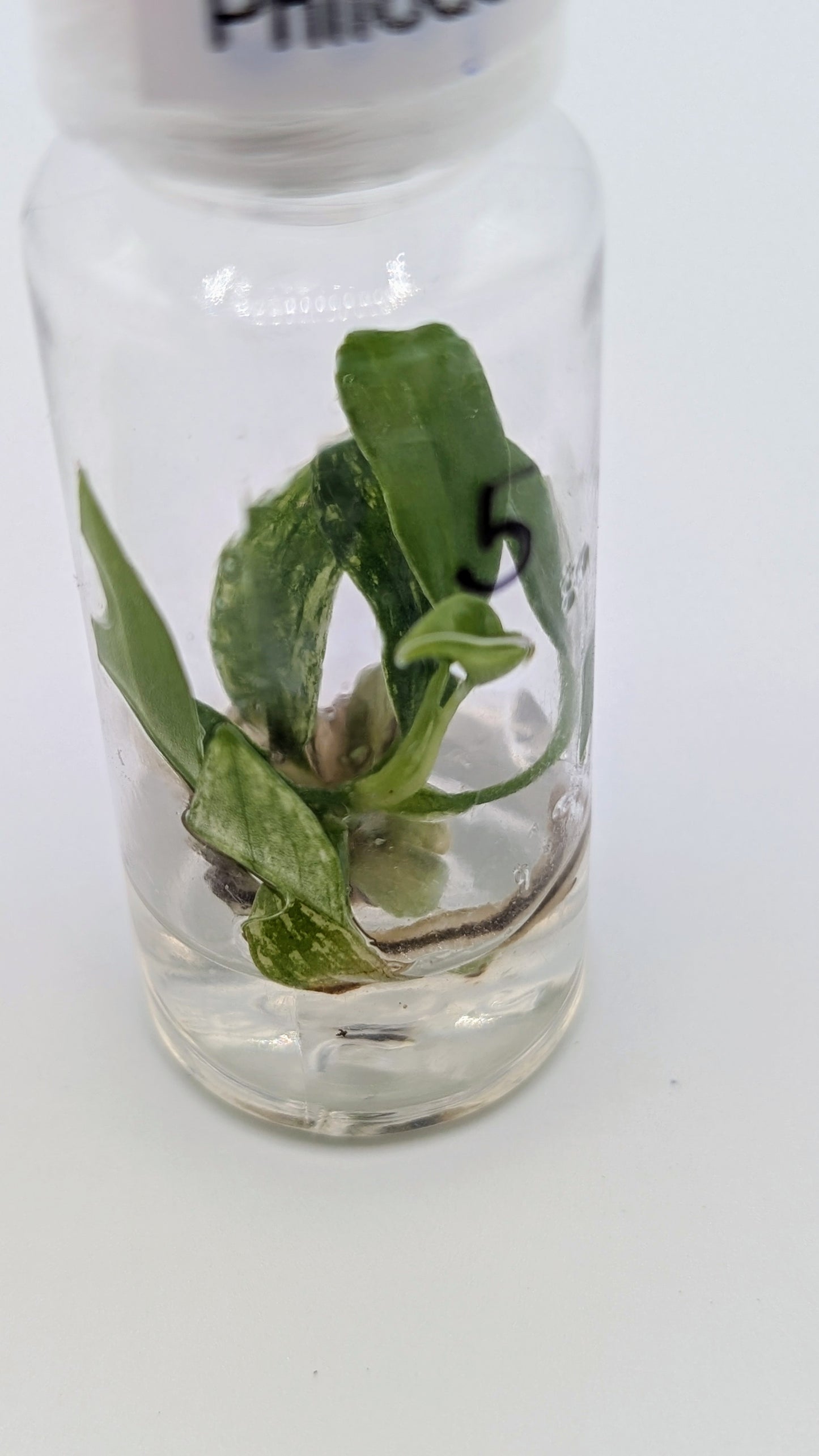 Philodendron Joepii Variegata in TC Flasche