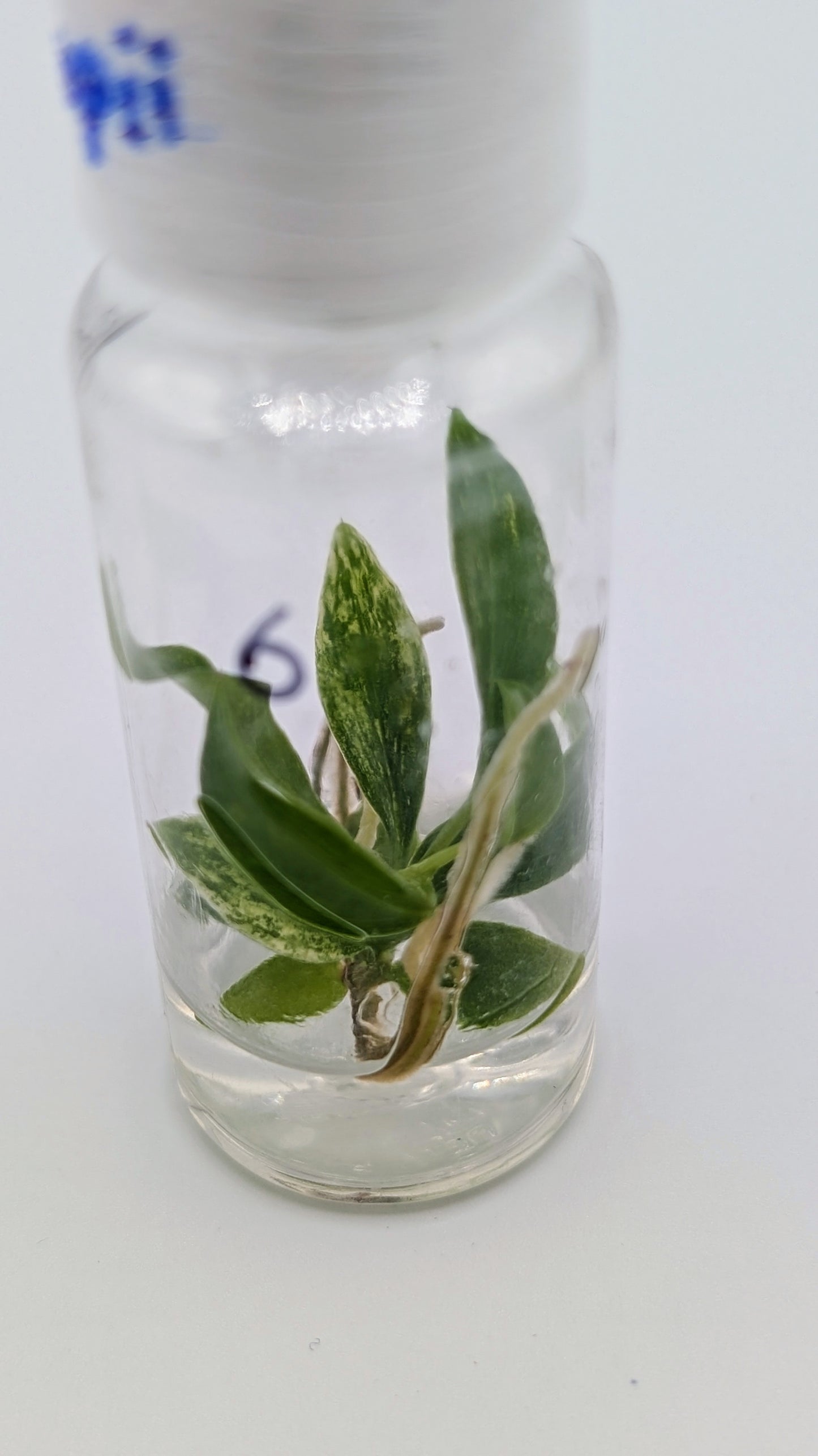 Philodendron Joepii Variegata in TC Flasche