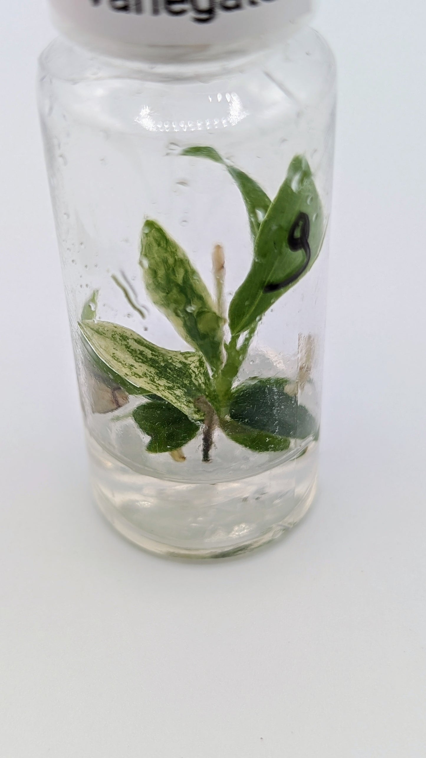 Philodendron Joepii Variegata in TC Flasche