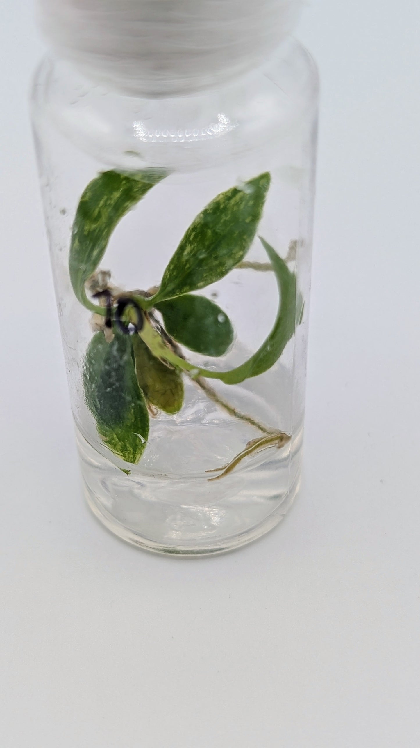 Philodendron Joepii Variegata in TC Flasche