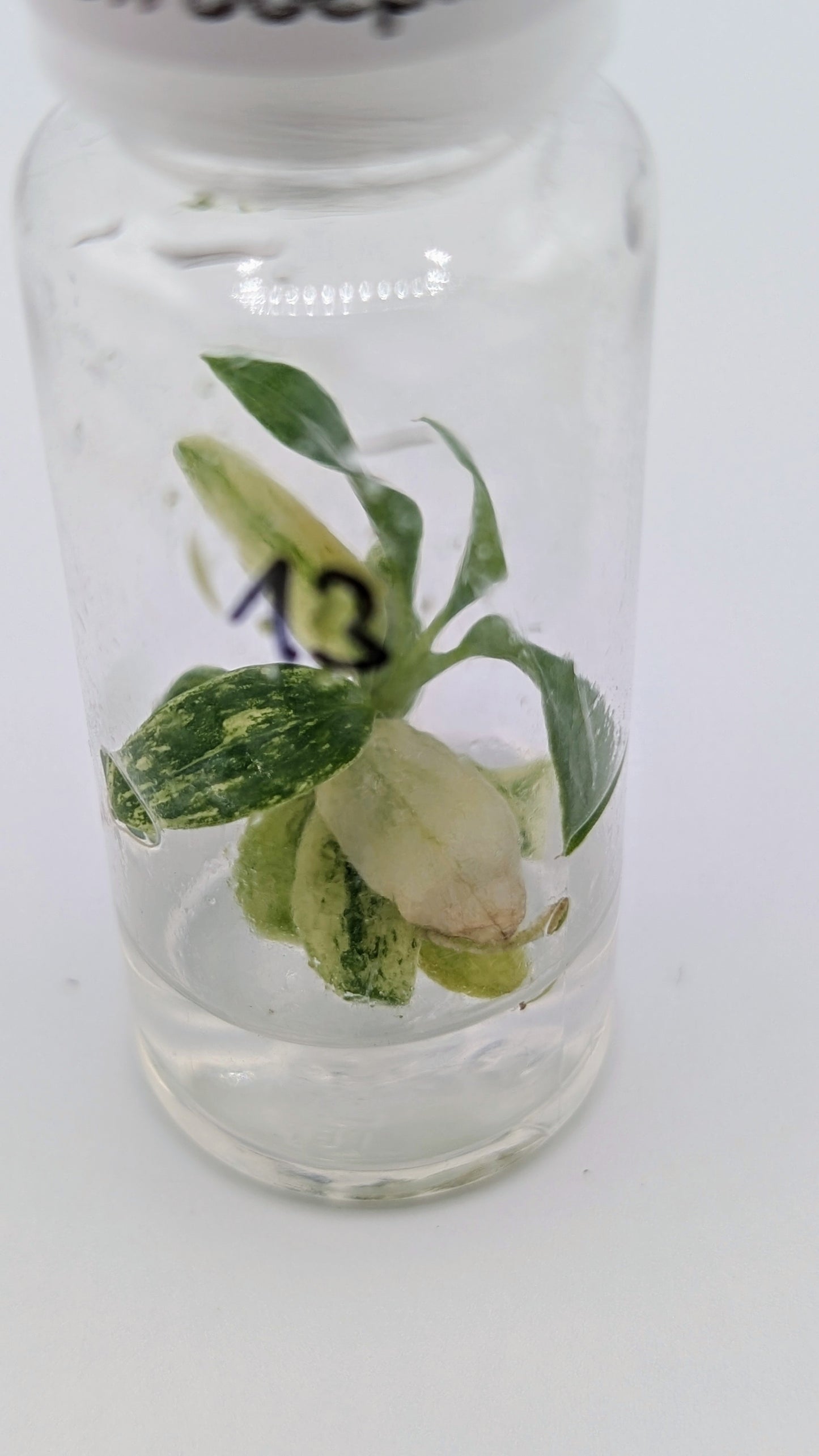 Philodendron Joepii Variegata in TC Flasche