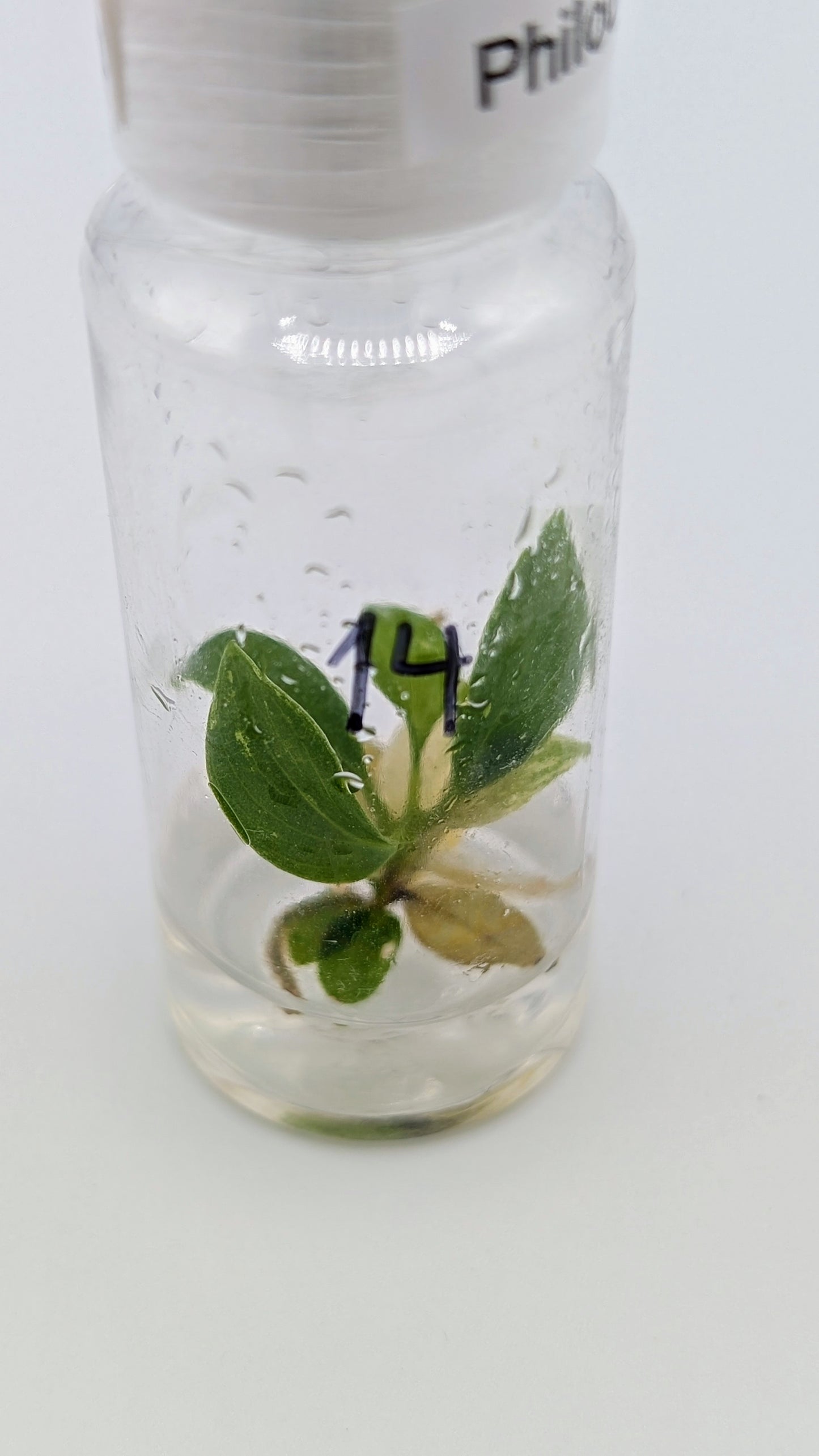 Philodendron Joepii Variegata in TC Flasche