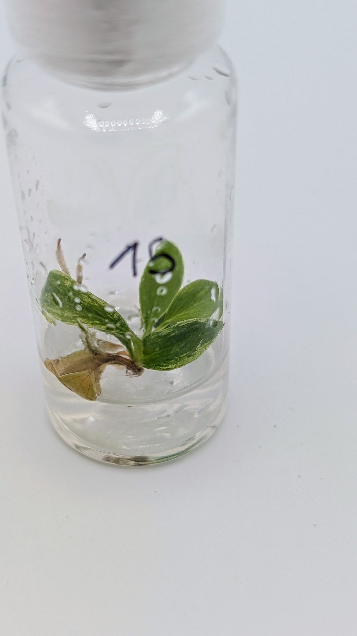Philodendron Joepii Variegata in TC Flasche