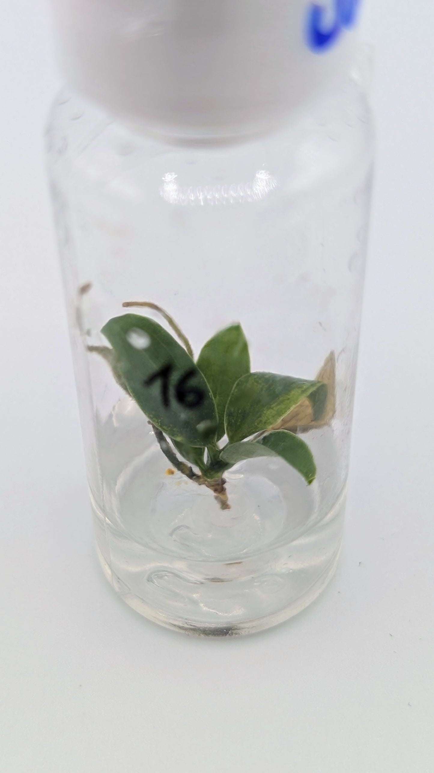 Philodendron Joepii Variegata in TC Flasche