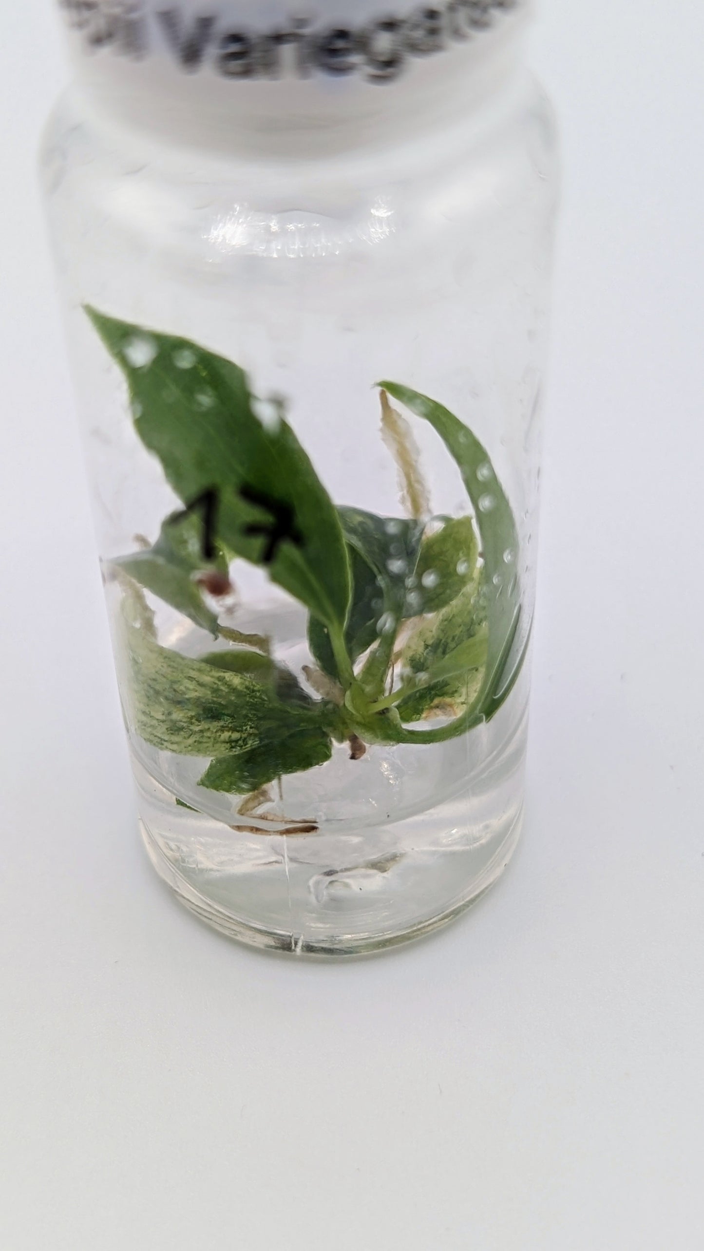Philodendron Joepii Variegata in TC Flasche