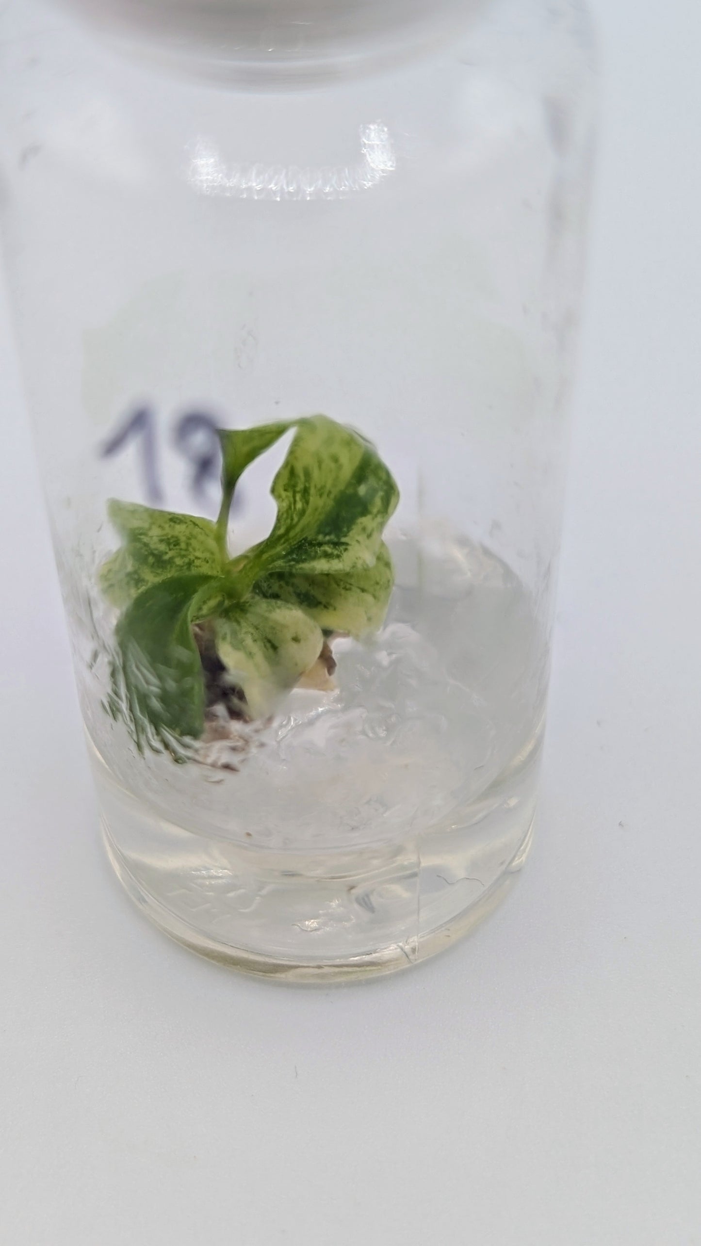 Philodendron Joepii Variegata in TC Flasche
