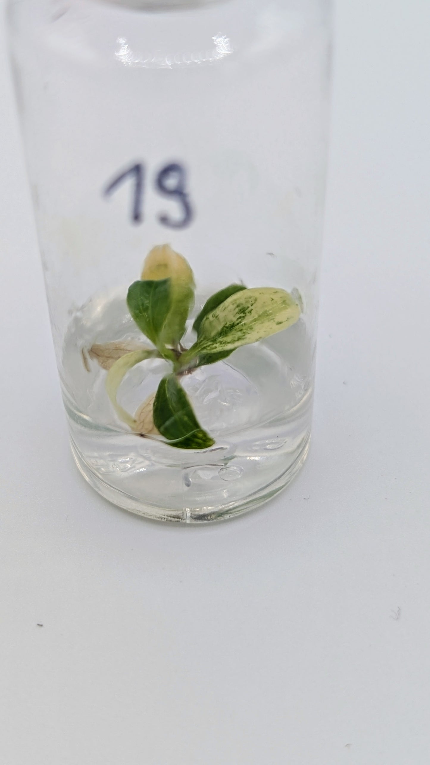 Philodendron Joepii Variegata in TC Flasche