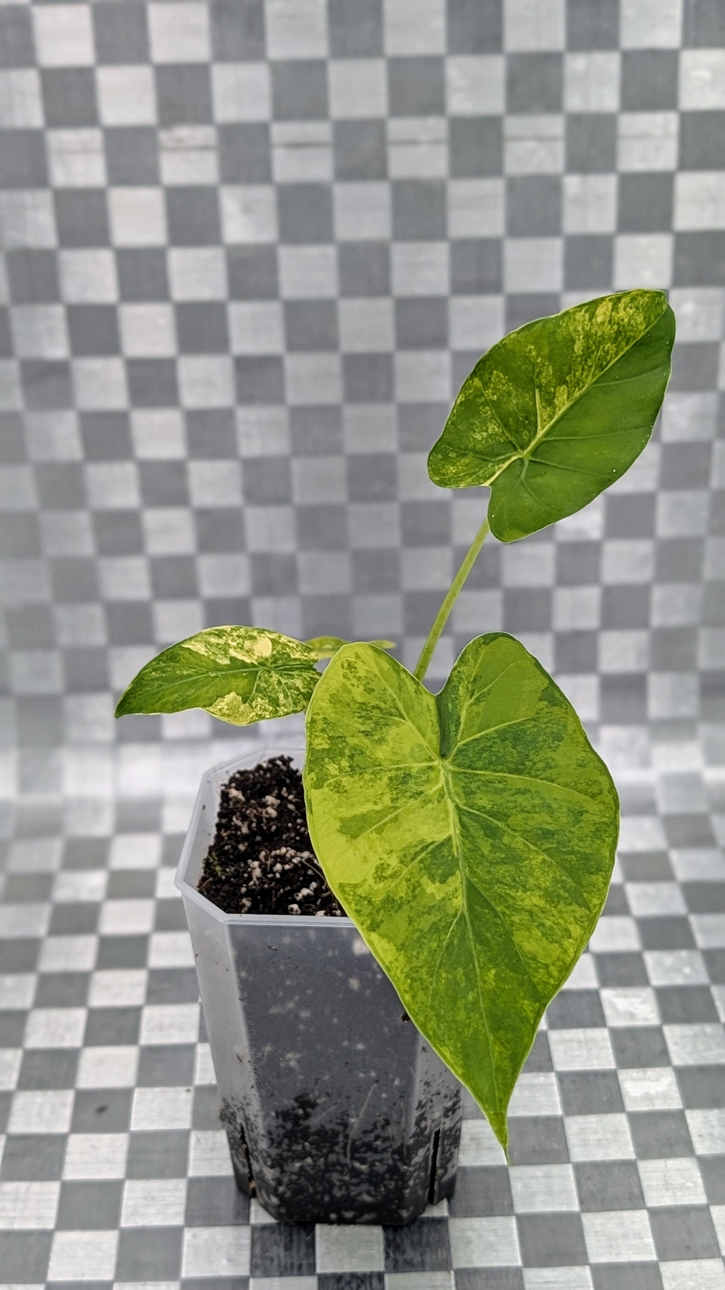 Alocasia Gageana Aurea Variegata Babypflanze
