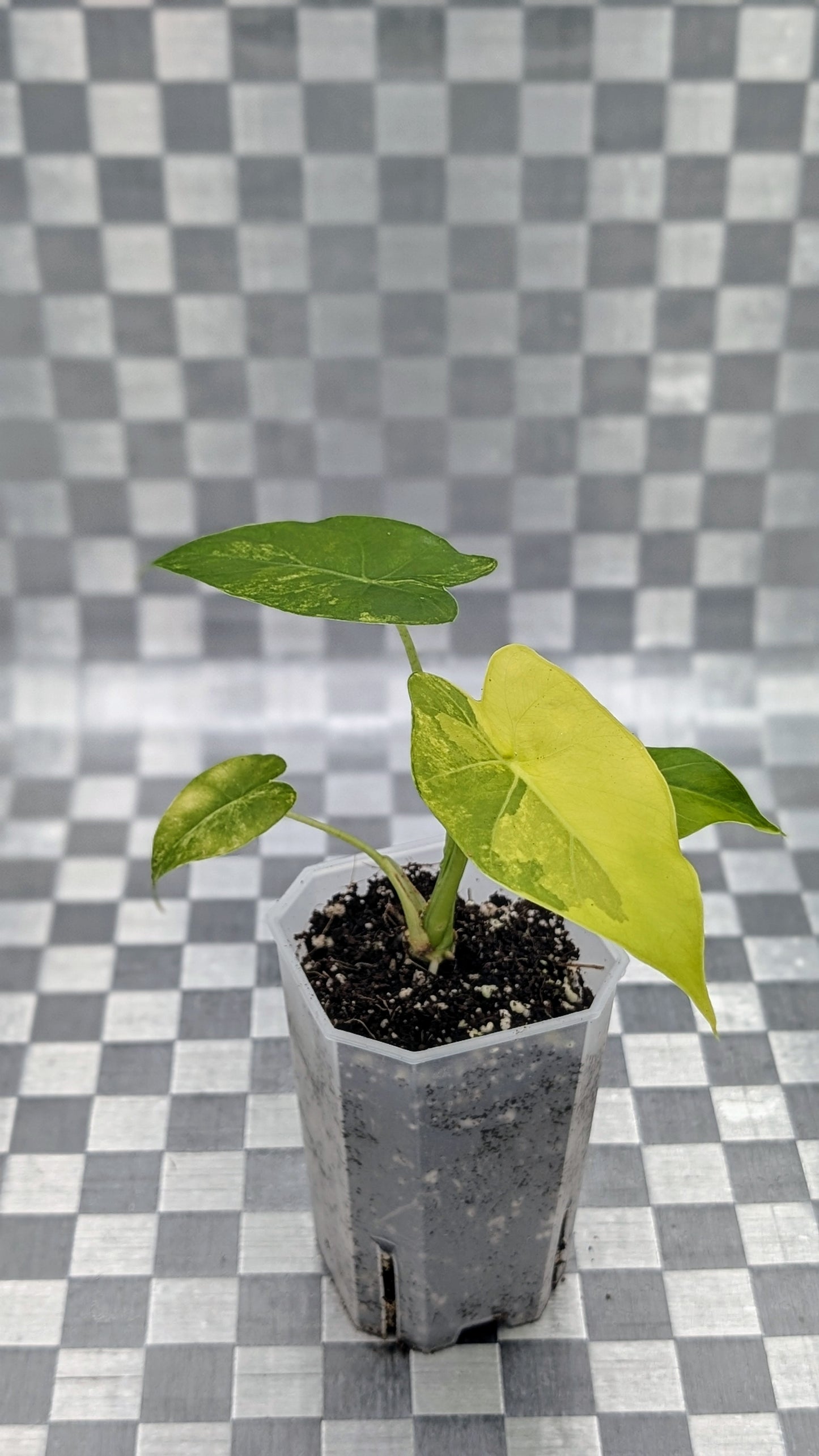 Alocasia Gageana Aurea Variegata Babypflanze
