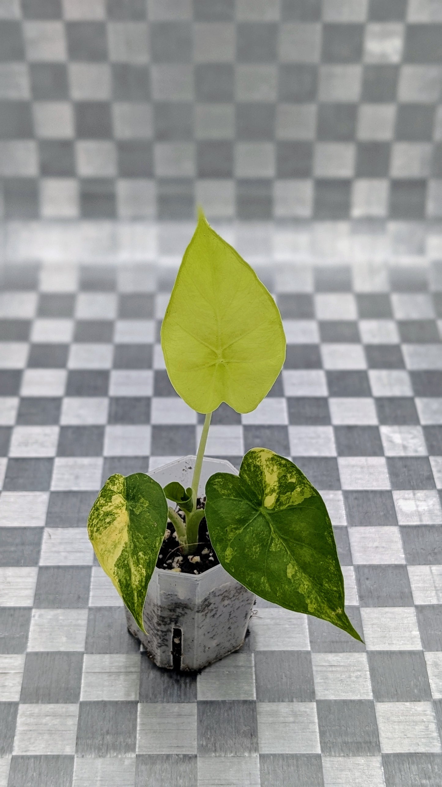 Alocasia Gageana Aurea Variegata Babypflanze
