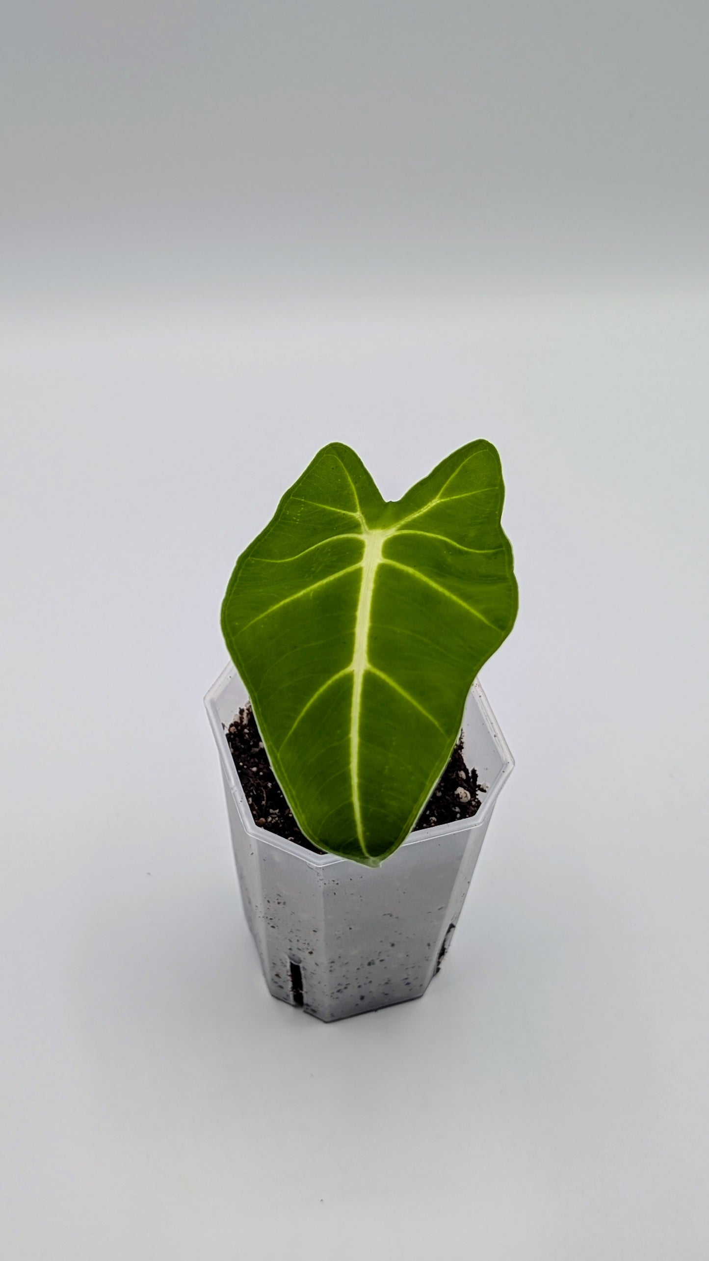 Alocasia Frydek