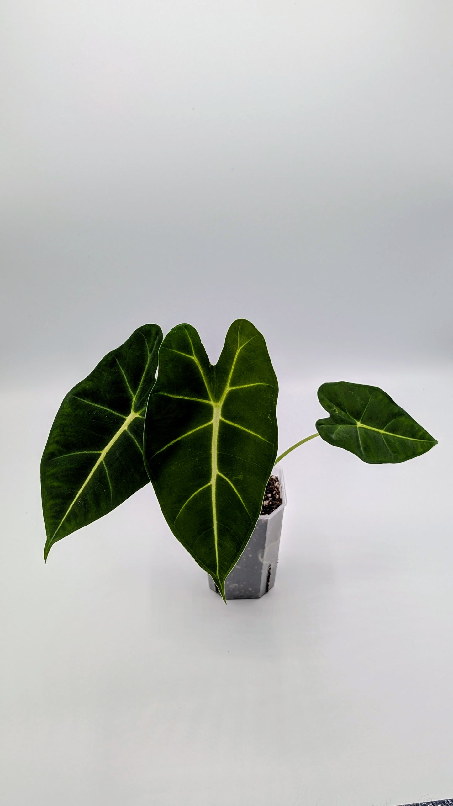 Alocasia Frydek