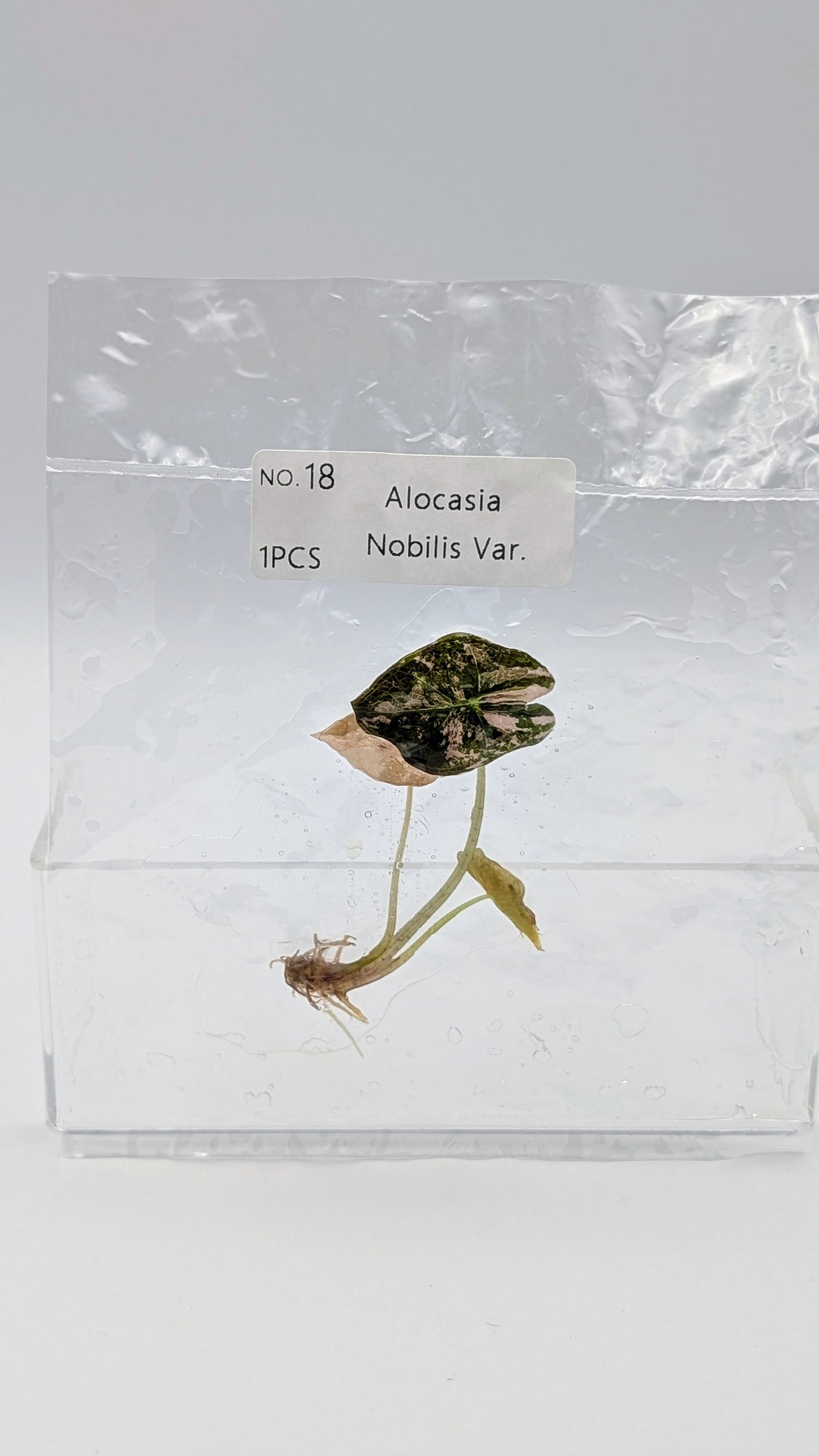 Alocasia Nobilis Pink Variegata im TC Beutel