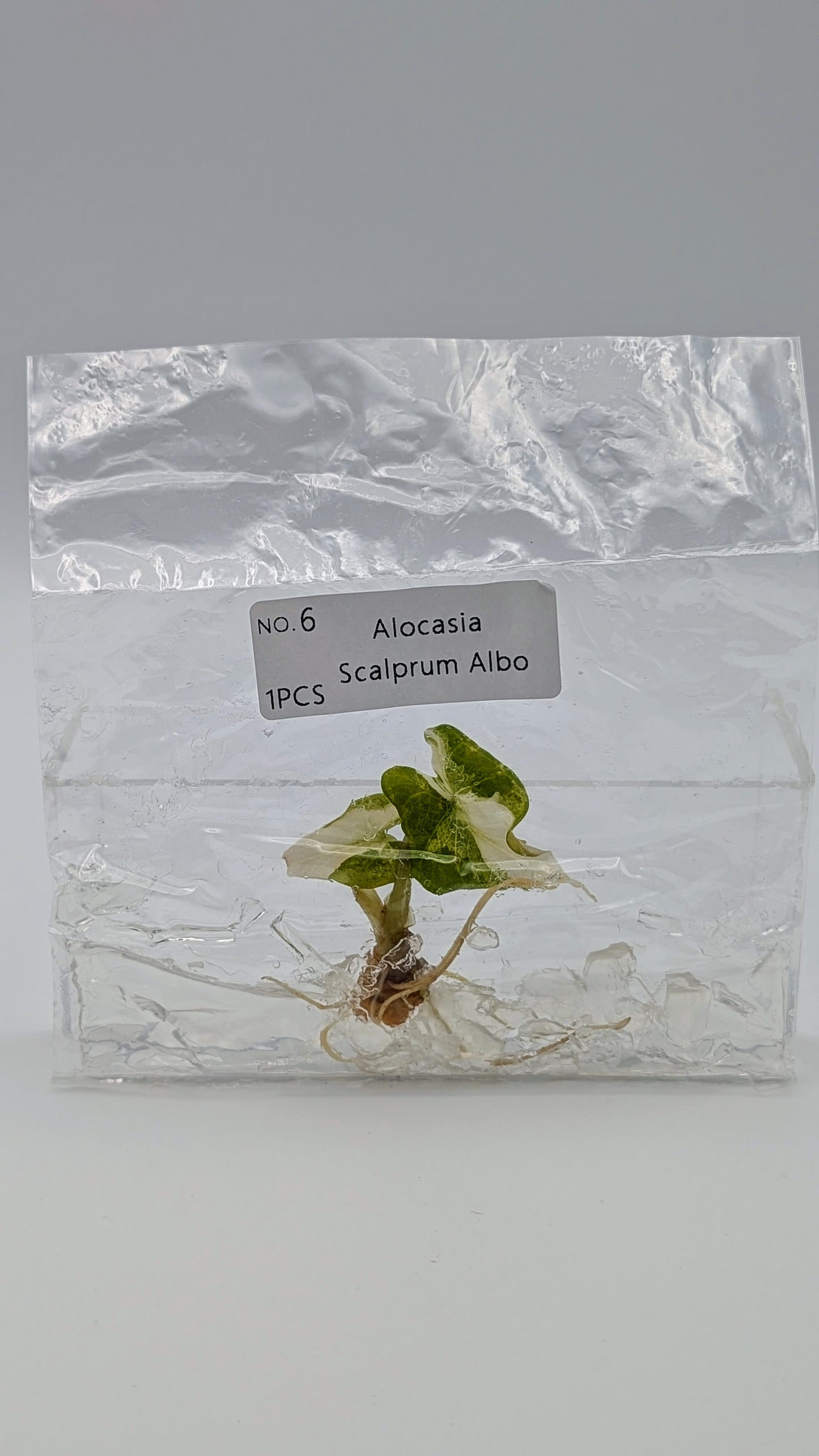 Alocasia Scalprum Albo im TC Beutel